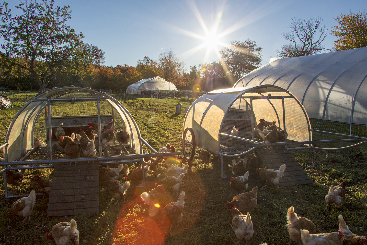 Organic Farm and Chicken Hoops – Robbie George Photography
