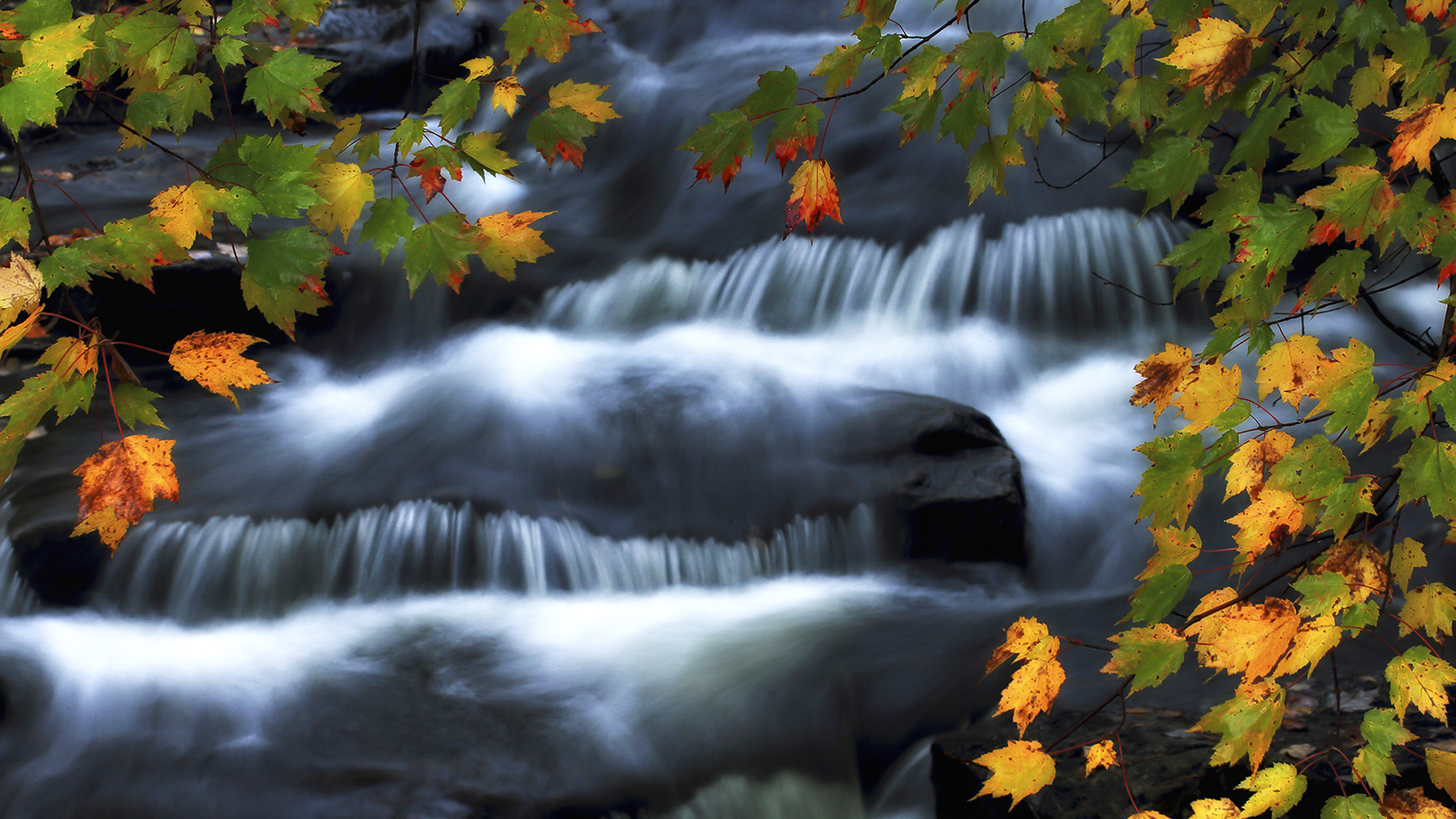 Acadia National Park Fall Foliage – Memory in Water, Memory in Cells