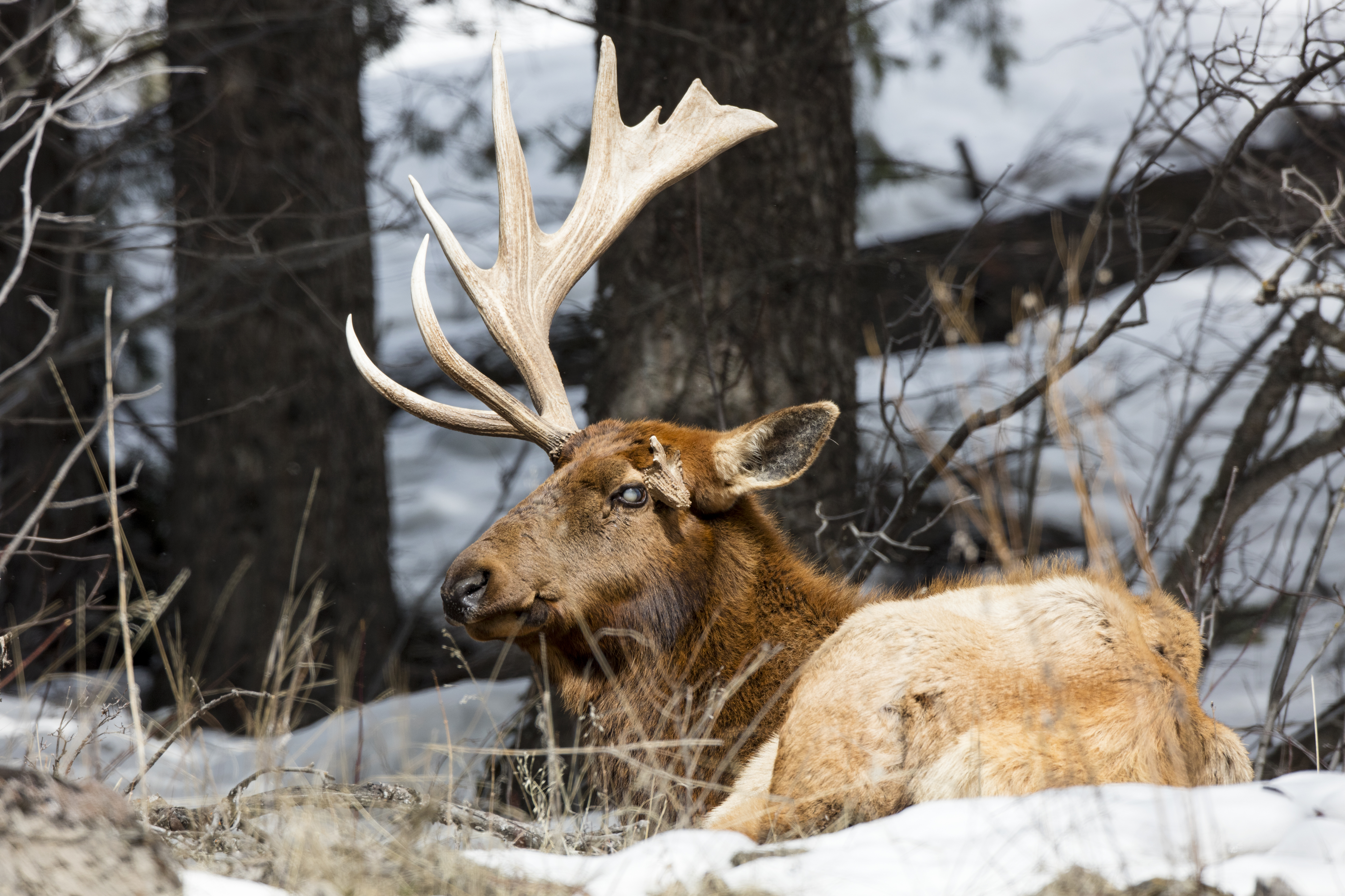 Non-typical moose antlers photographed in autumn light, showing the scale and mature structure that develops after seasonal summer growth