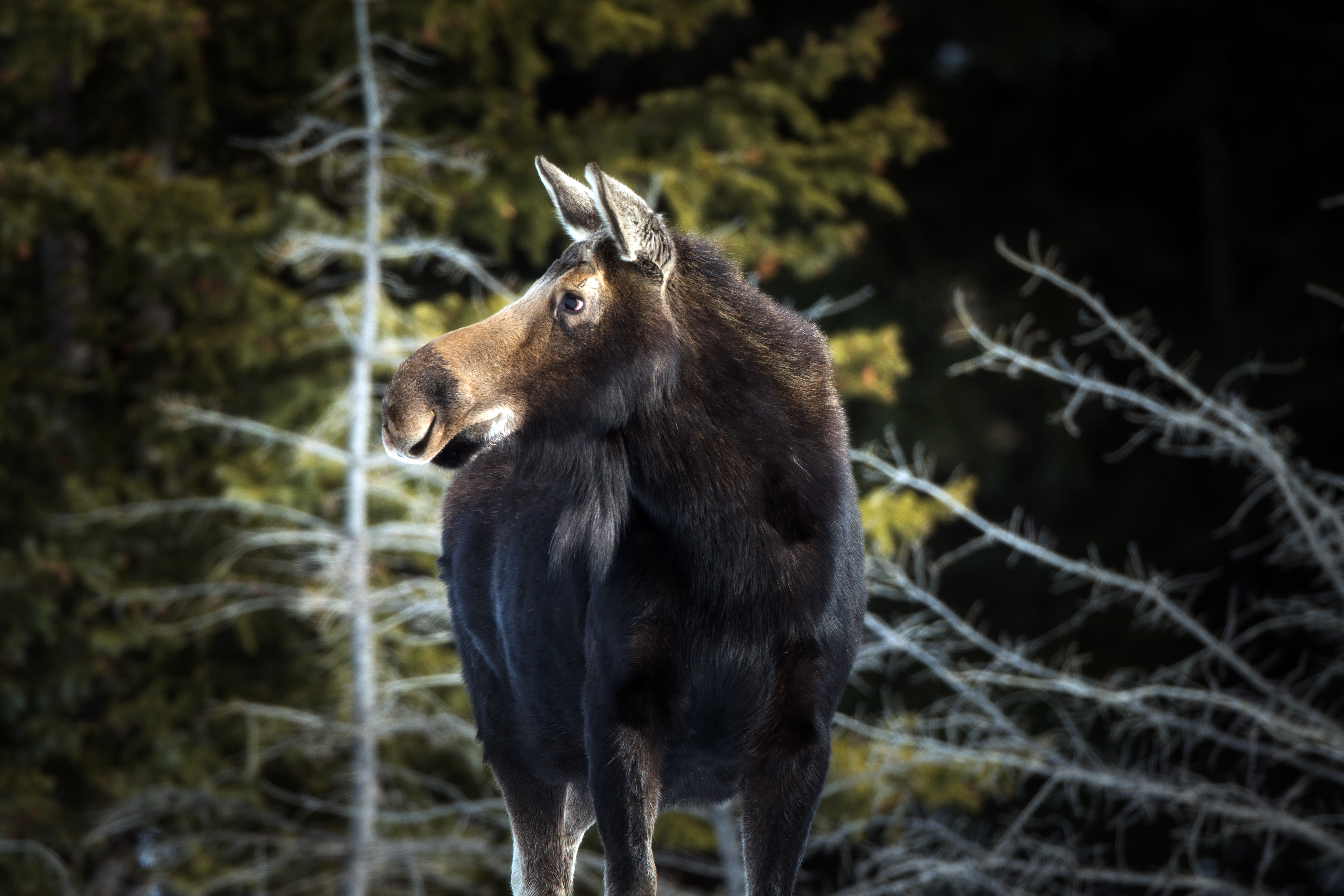 Moose standing in early winter light with forest backdrop showing size and posture