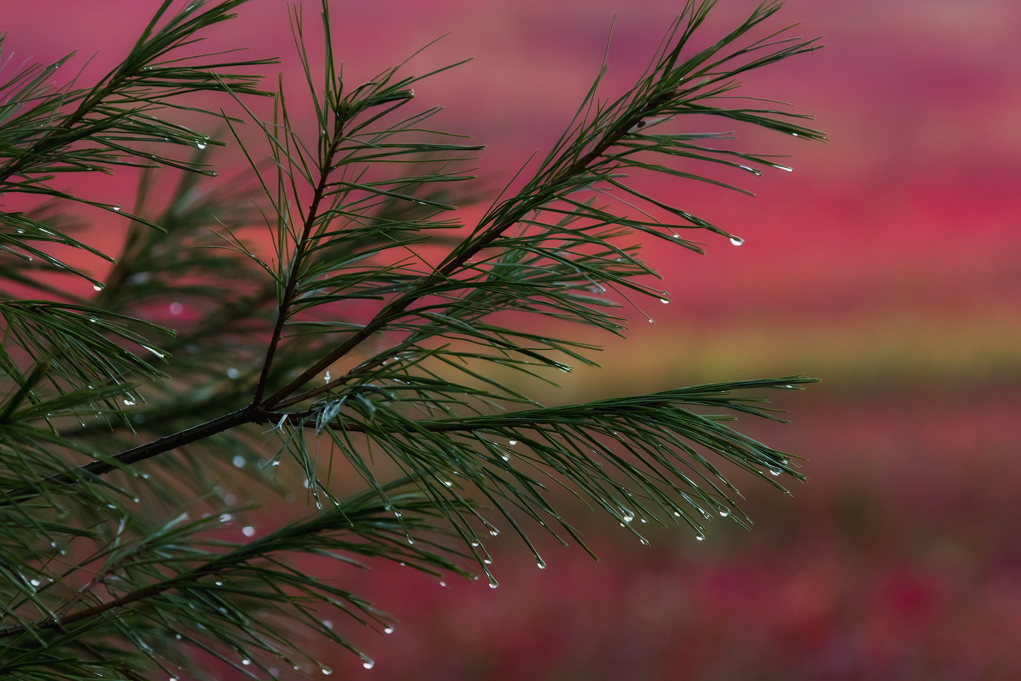 Lodgepole pine needles catching dew—forest memory written in moisture, pressure, and light