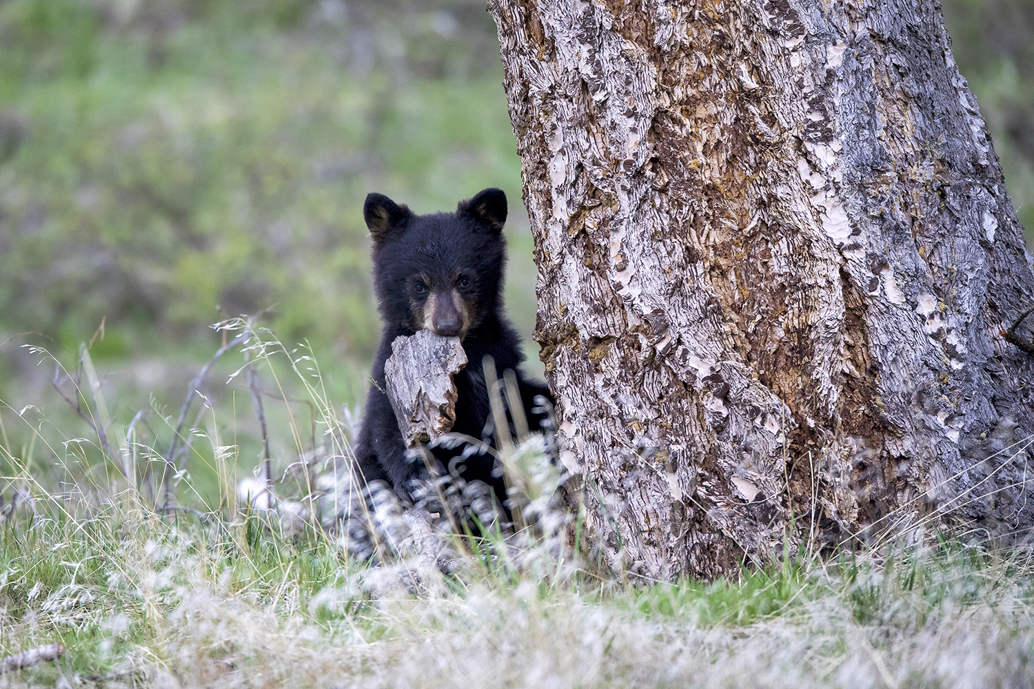Bear cub sniffing forest floor among pine needles and fallen leaves