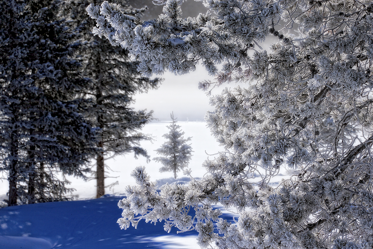 Frost-covered pine in snow during winter
