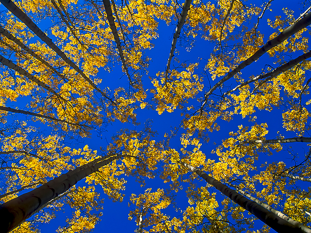 Radial canopy of golden aspen trees—natural spiral geometry echoing glyph coherence.