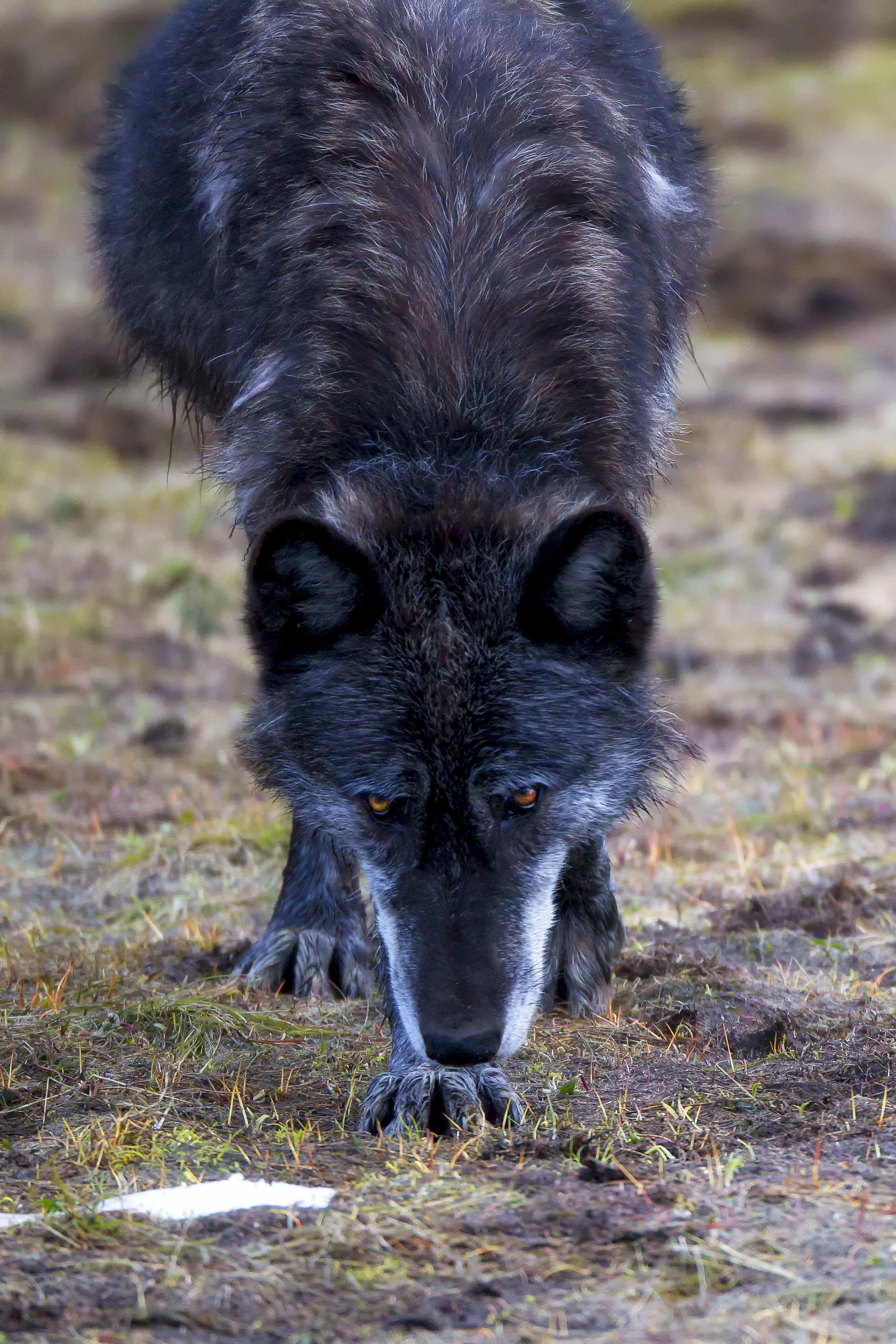 Black wolf following a scent ribbon across damp meadow—hero image reused
