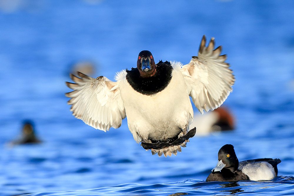 Canvasback duck resurfacing after a dive with water droplets in wetland habitat