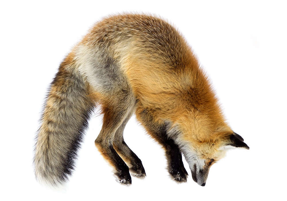 Red fox mid-pounce on white snow—leap for limited-time savings.