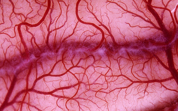 Vein network showing fractal branching at microscopic scale