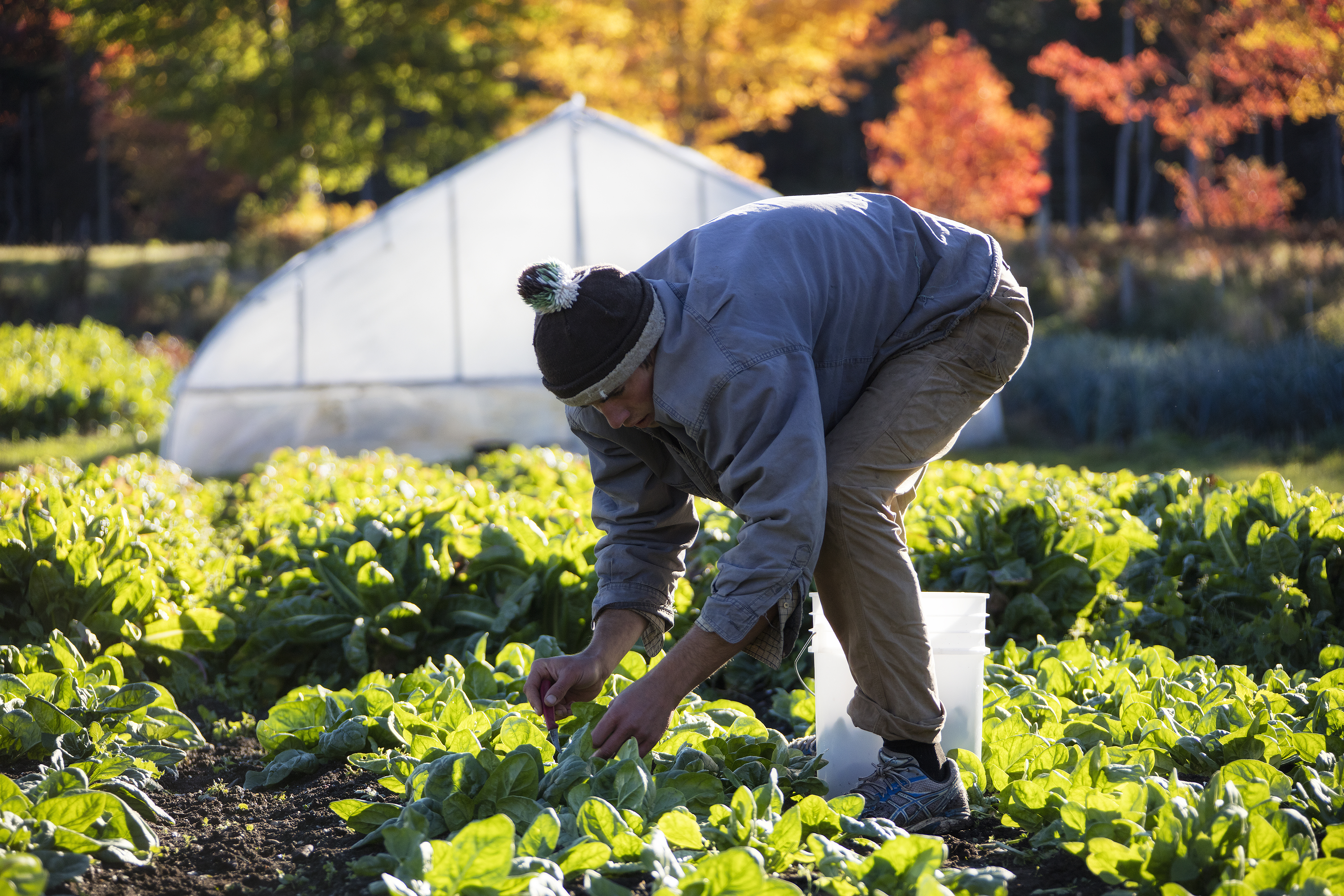 Hands working soil in a garden bed, illustrating field observation, soil structure, and the human connection to living systems