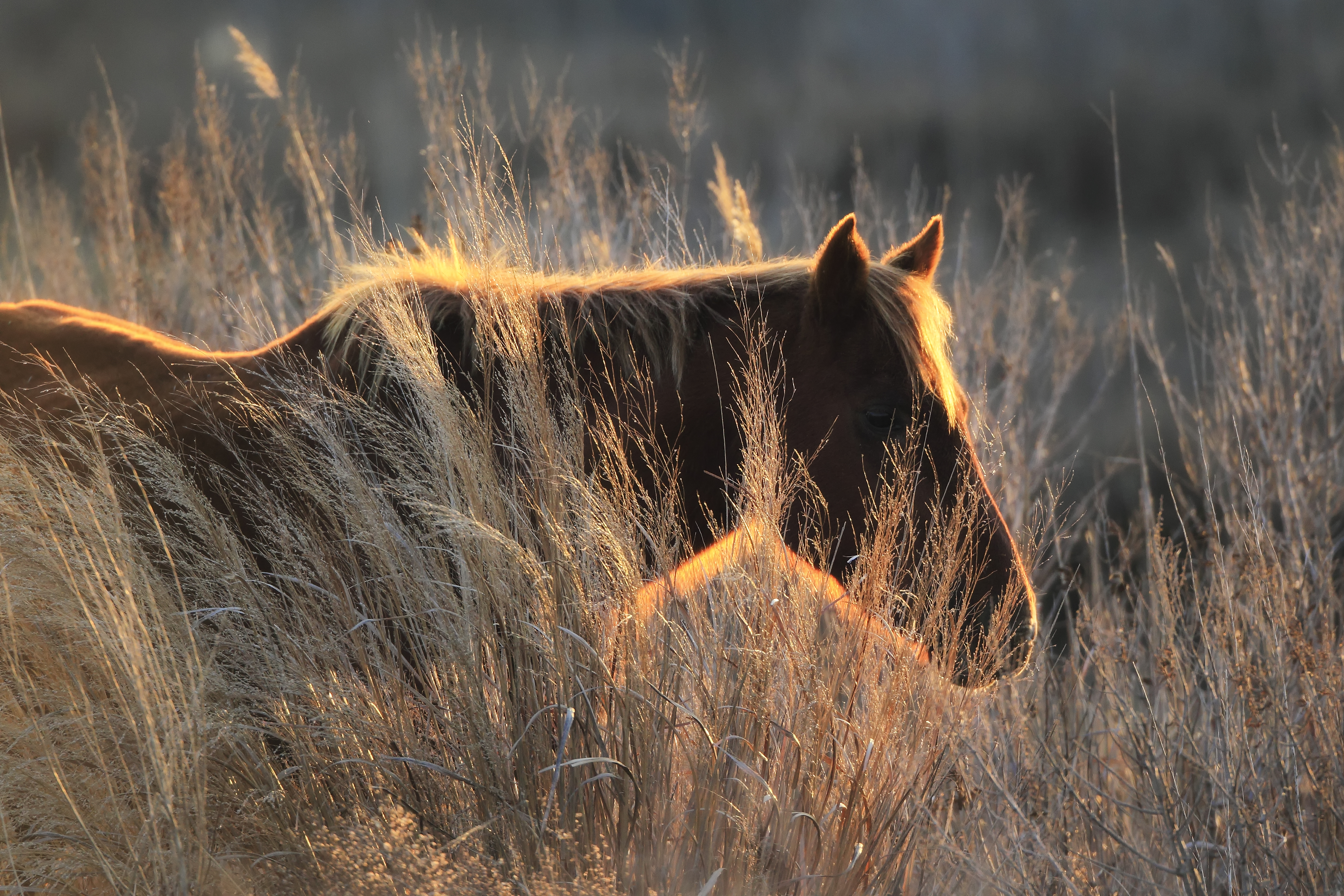 Wild Chincoteague pony standing near coastal dunes during golden hour light