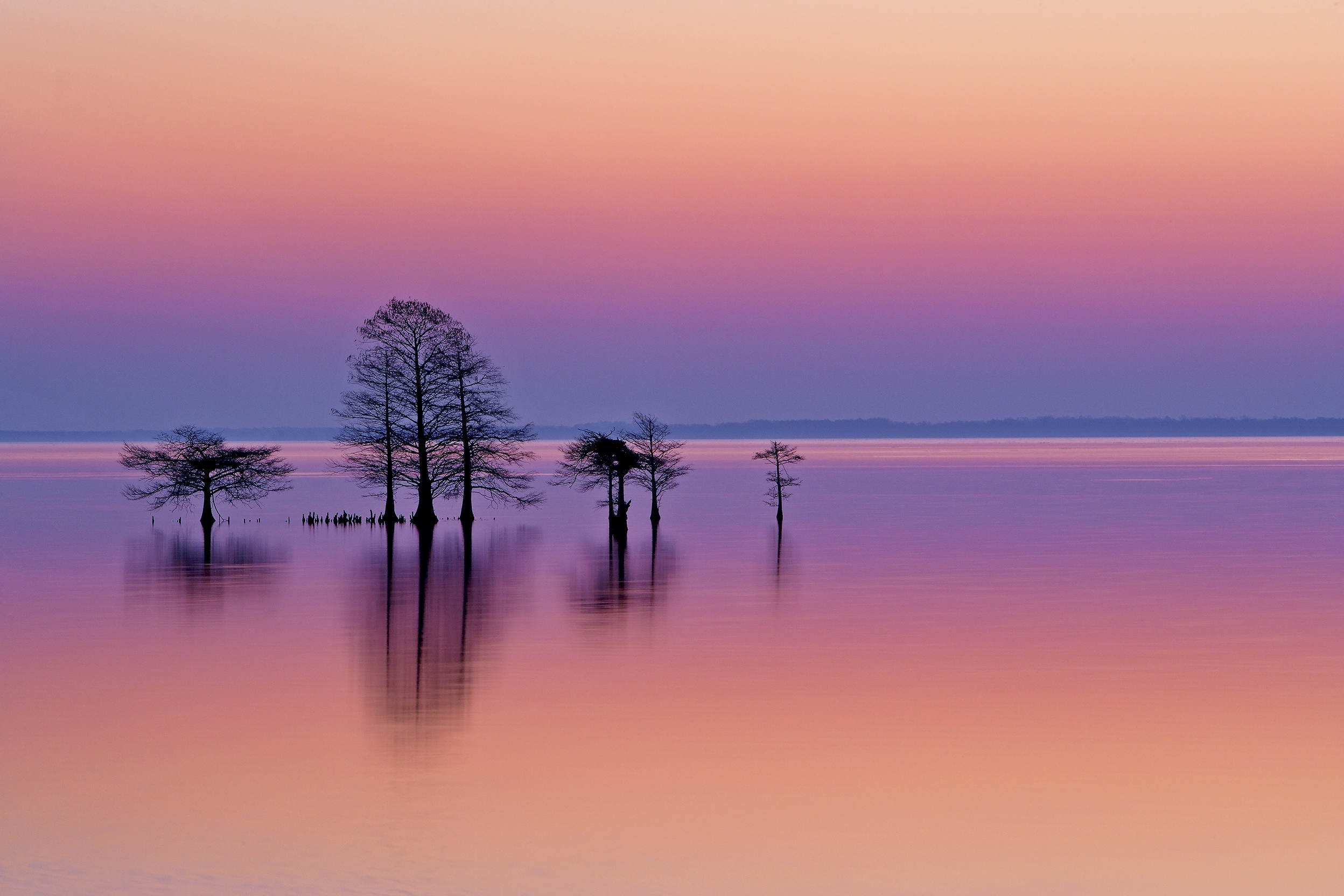 Lake Mattamuskeet dawn glowing in soft pastels — the photograph that hung in the Smithsonian Museum of Natural History