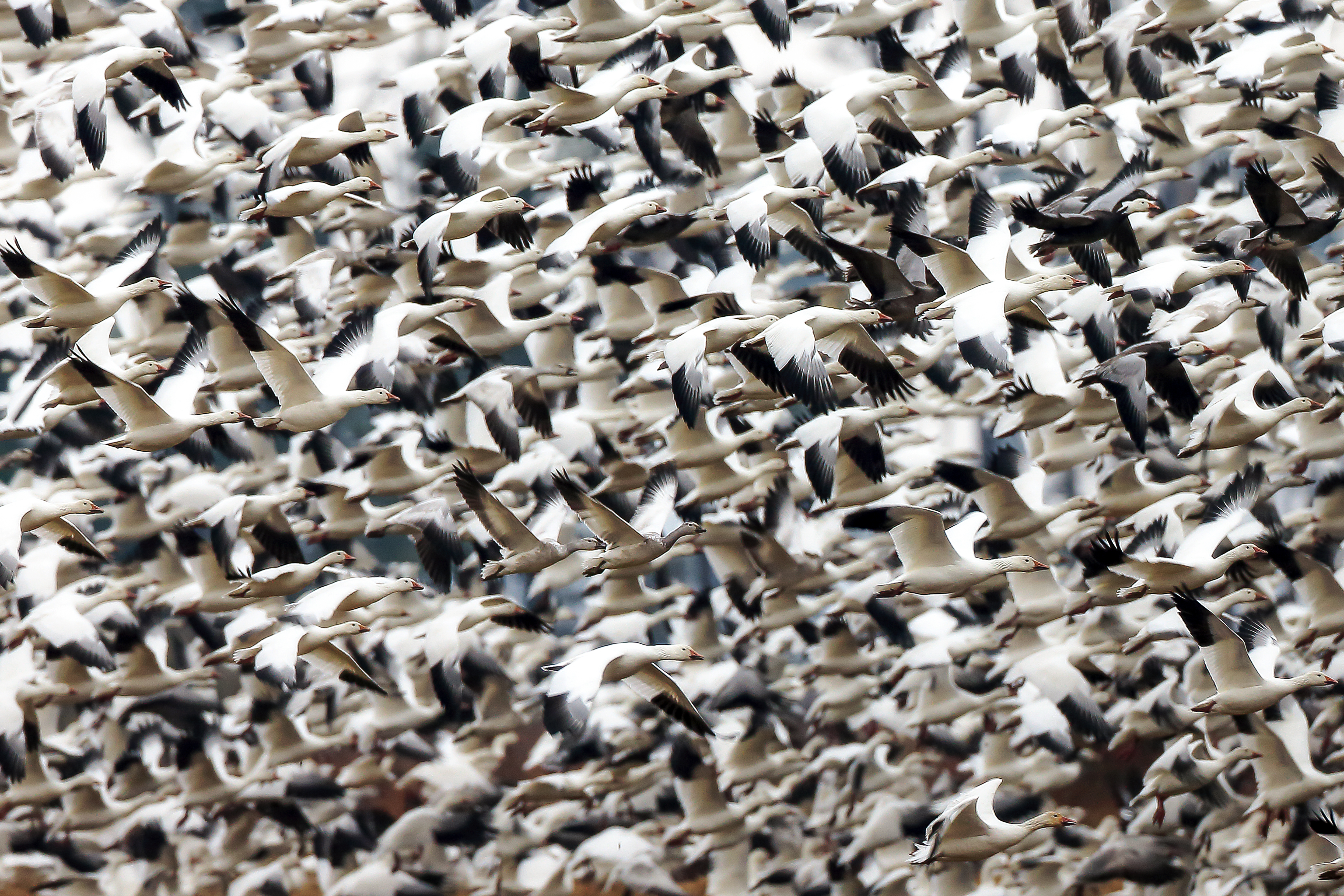 Large flock of snow geese flying in dense formation across the sky at Bosque Del Apache National Wildlife Refuge