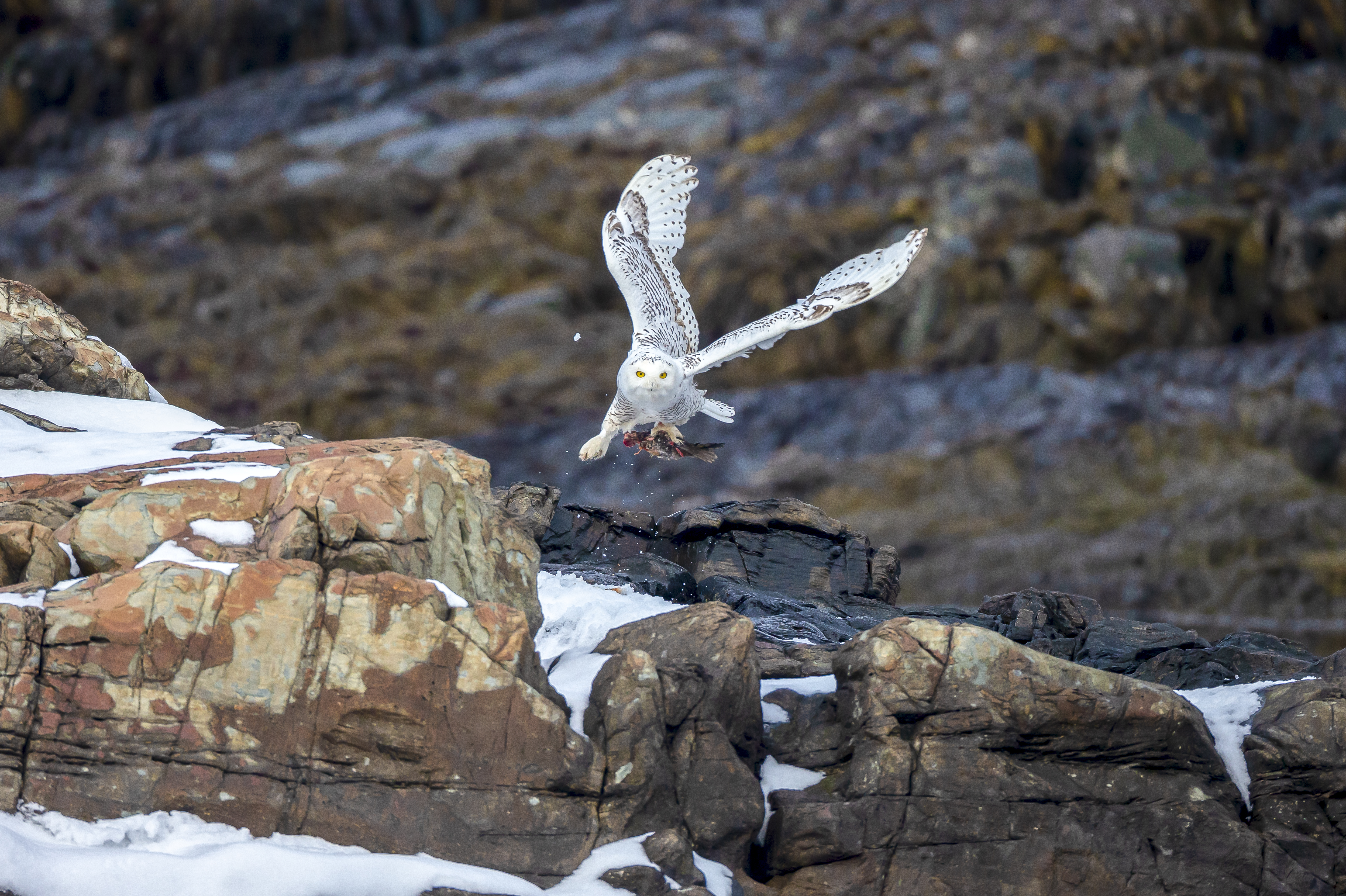Snowy Owl winter photograph