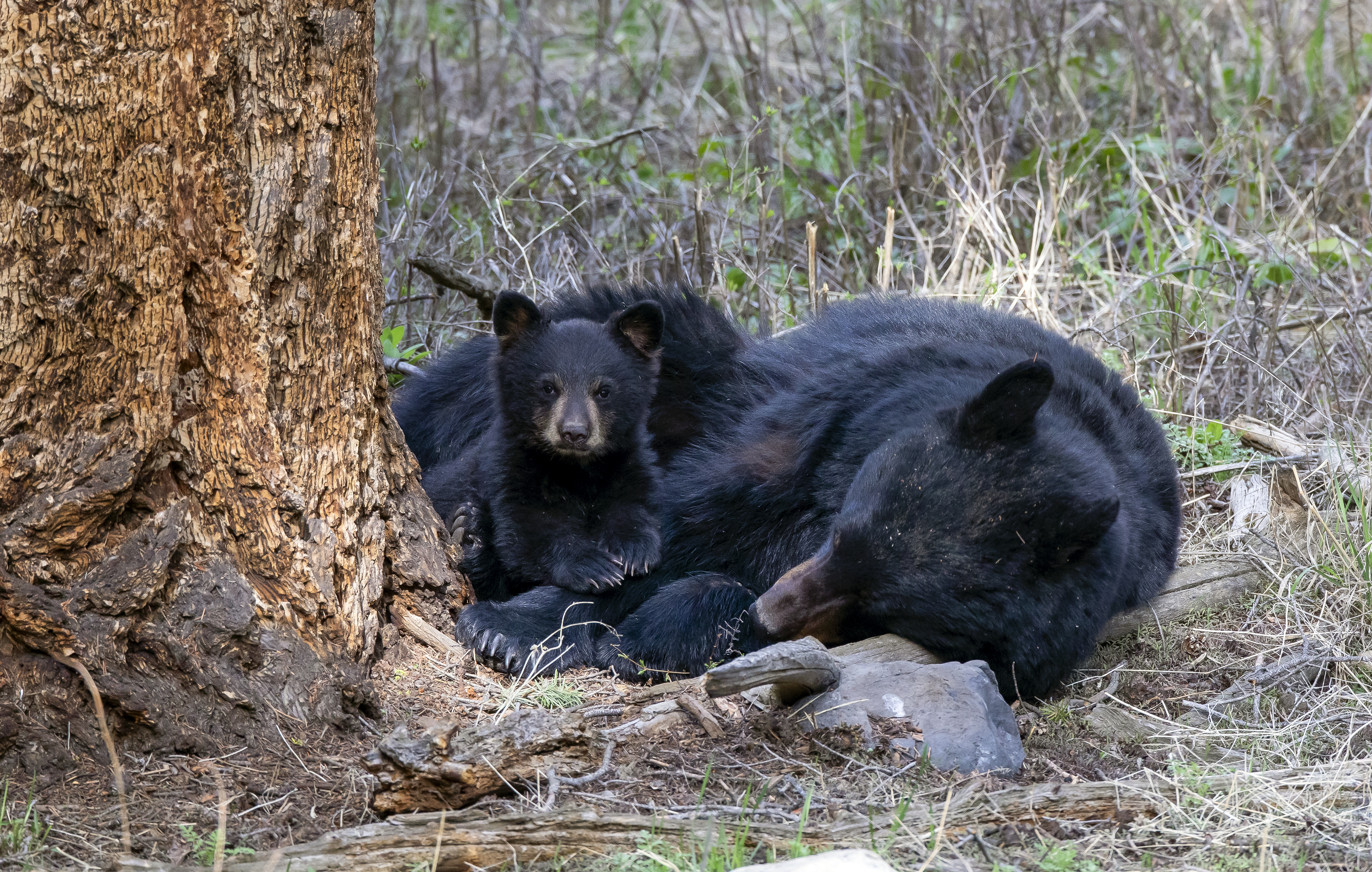 Black bear cub close to its mother in forest habitat showing early life development