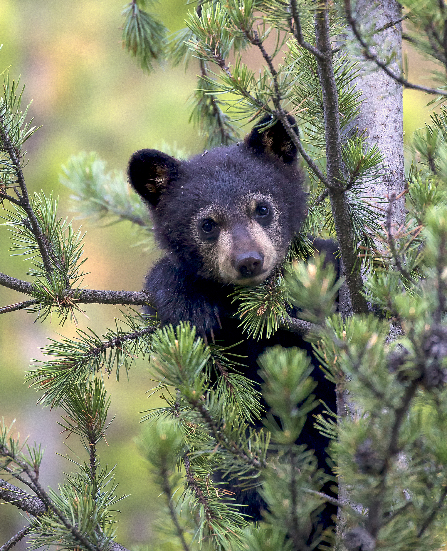 Black bear cub perched in a young pine tree—stillness, memory, and the deep-time field