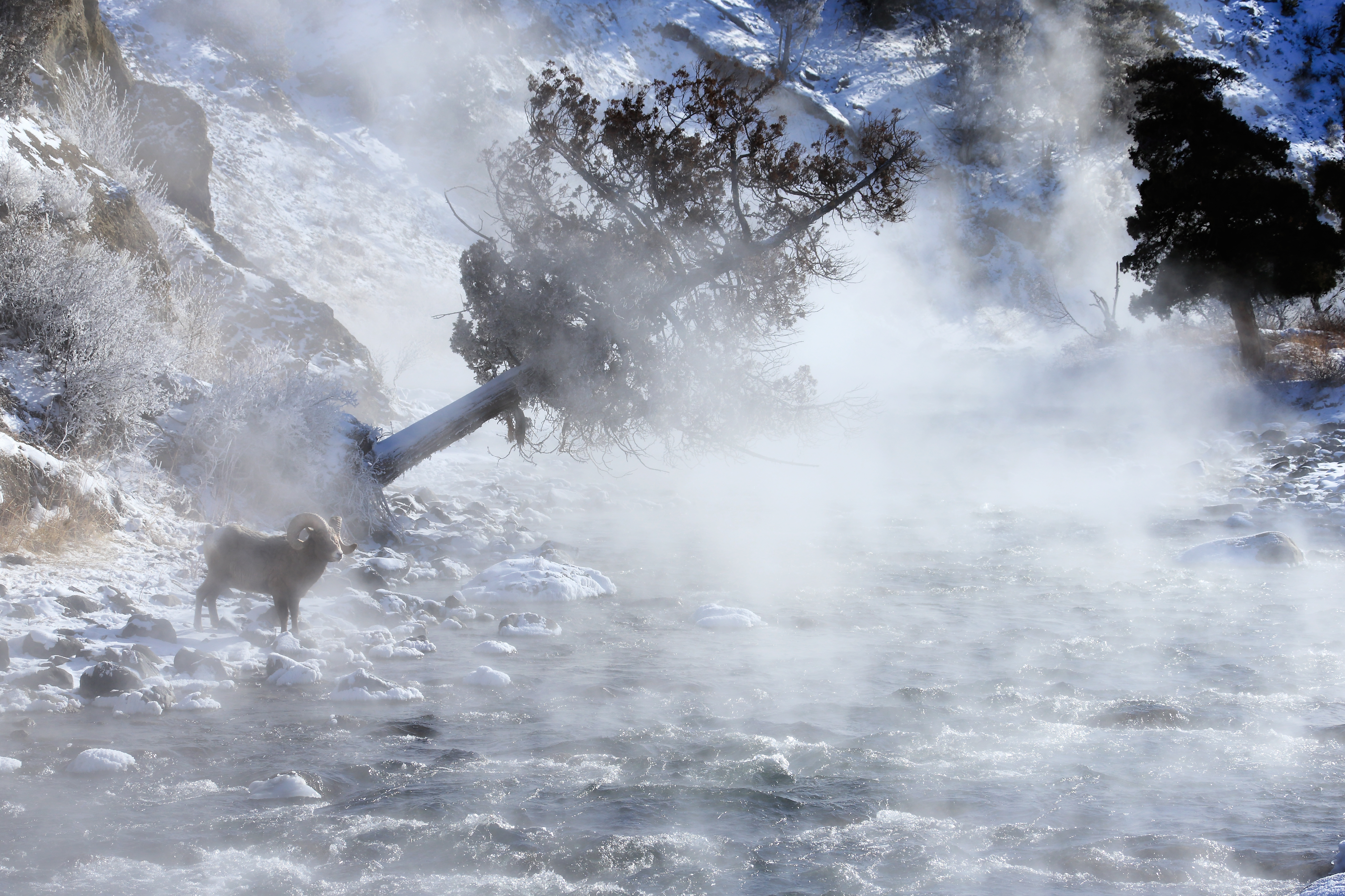 Bighorn sheep standing in misty winter conditions — soft low-angle light and minimal landscape creating a simplified seasonal composition