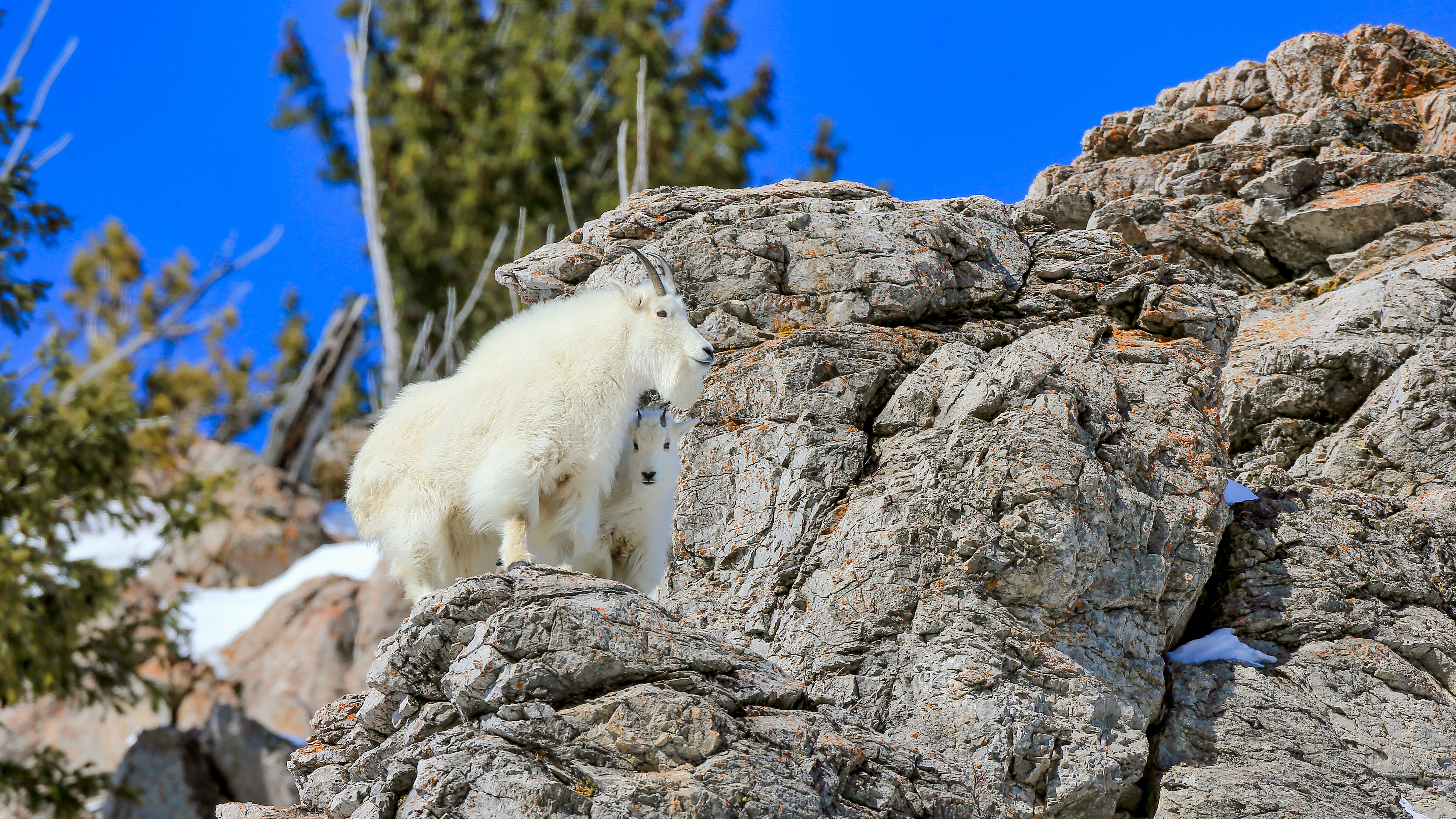 A mountain goat and kid in the Rocky Mountains