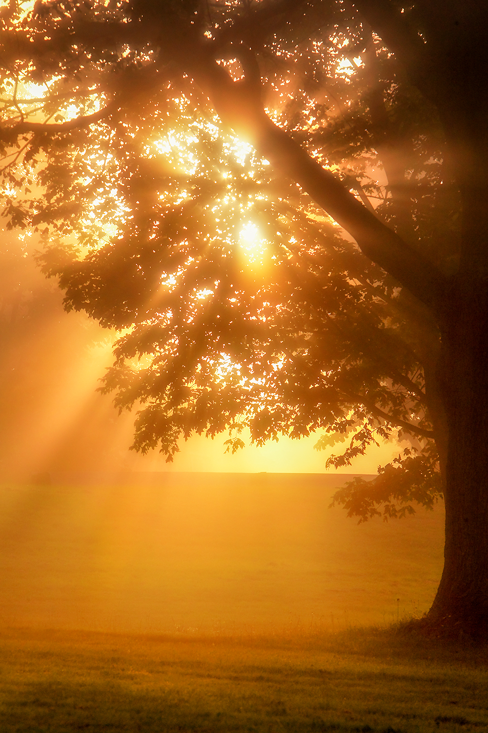 Sunlight streaming through a misty forest—light meeting water, trees, and soil in a living circuit.