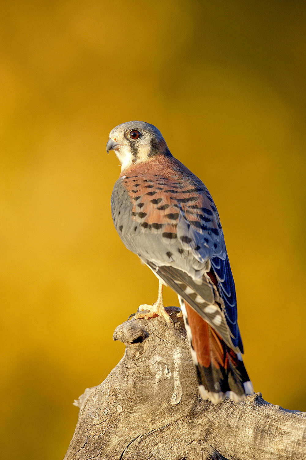 American kestrel hovering in mid-air while hunting prey