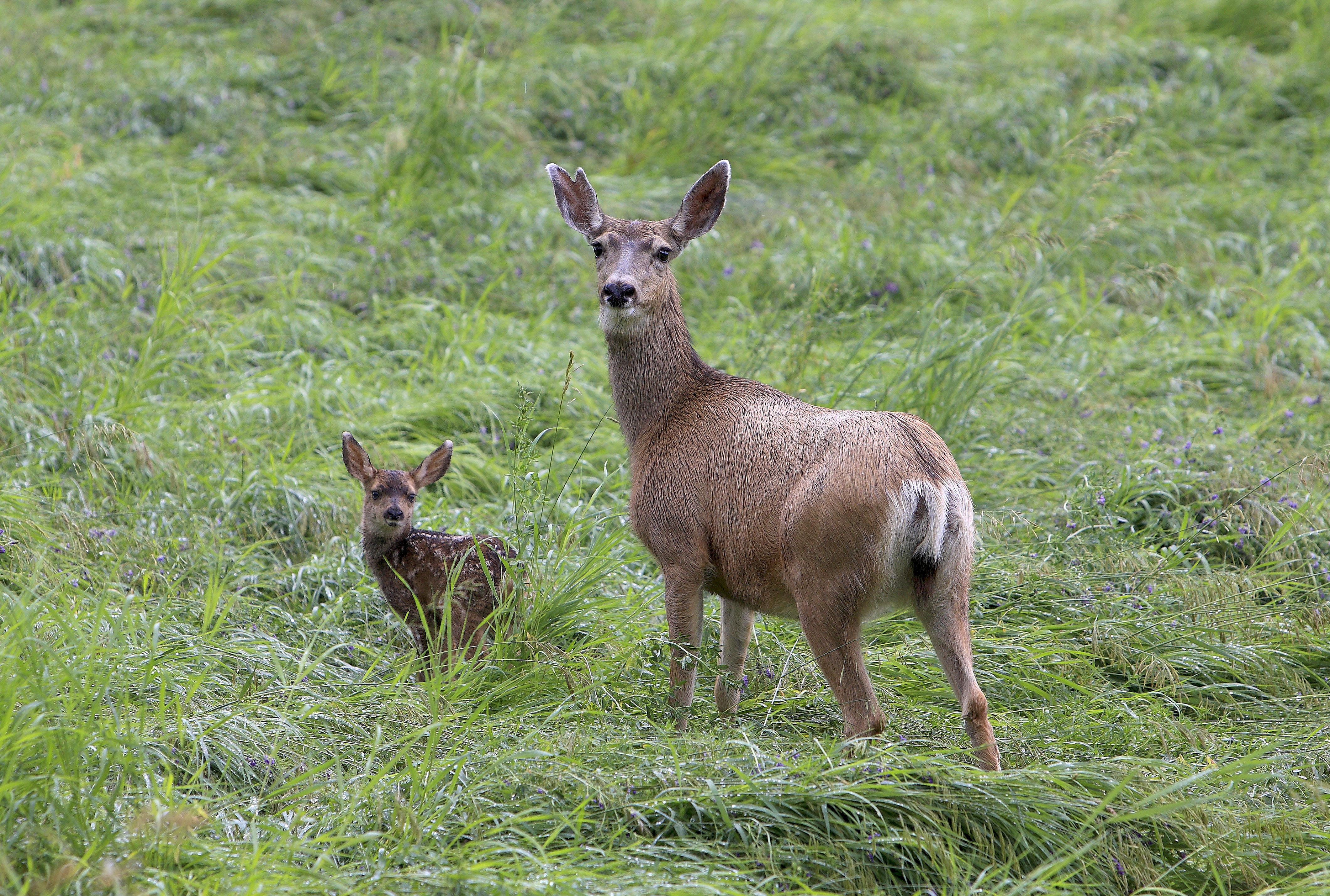 Mule deer moving through autumn habitat in the Maroon Bells basin, showing how wildlife uses meadow and forest transition zones in Colorado