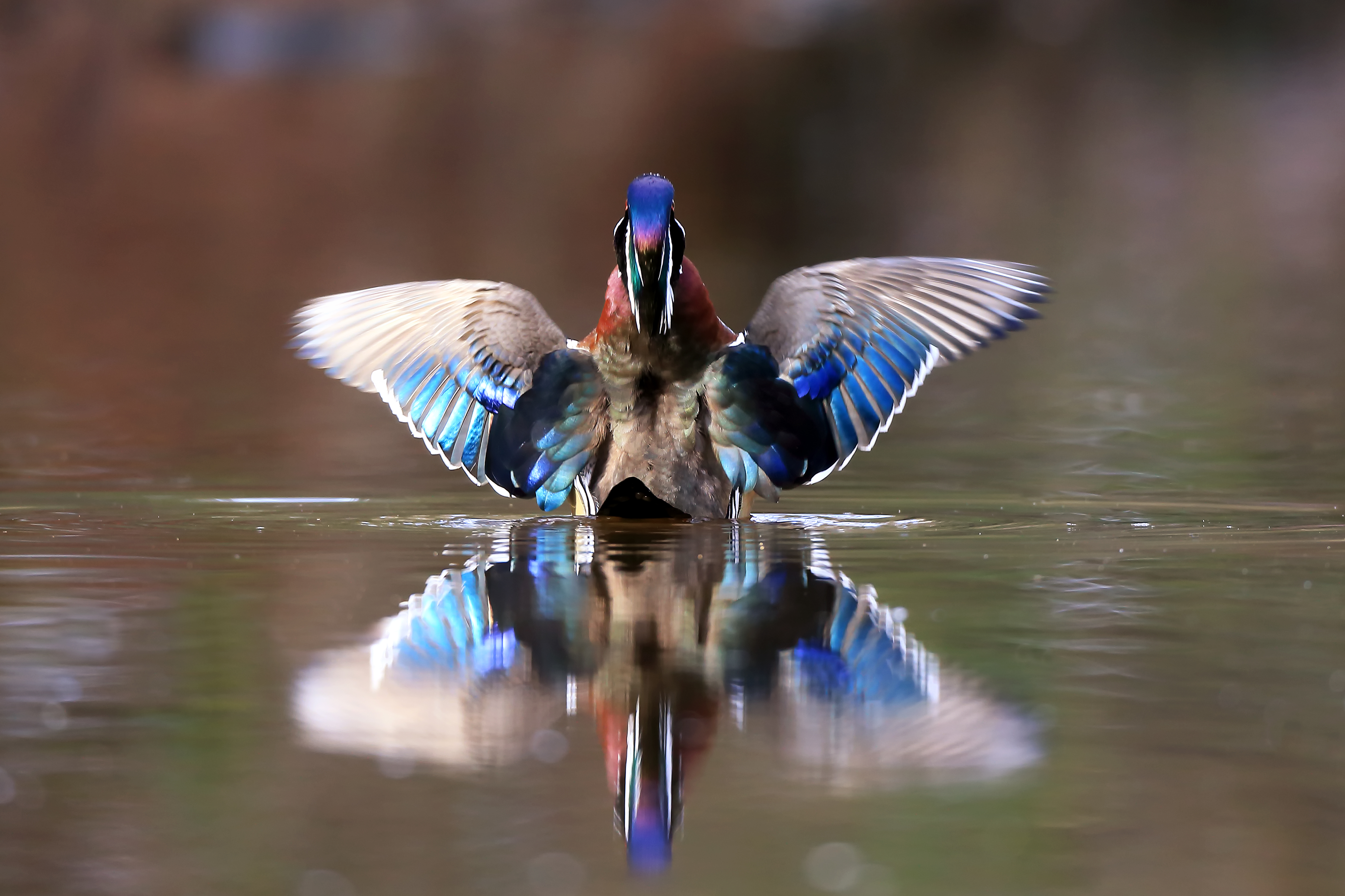 Wood duck drake floating calmly on reflective water at Lake Mattamuskeet, showing relaxed posture and natural spacing in wetland habitat