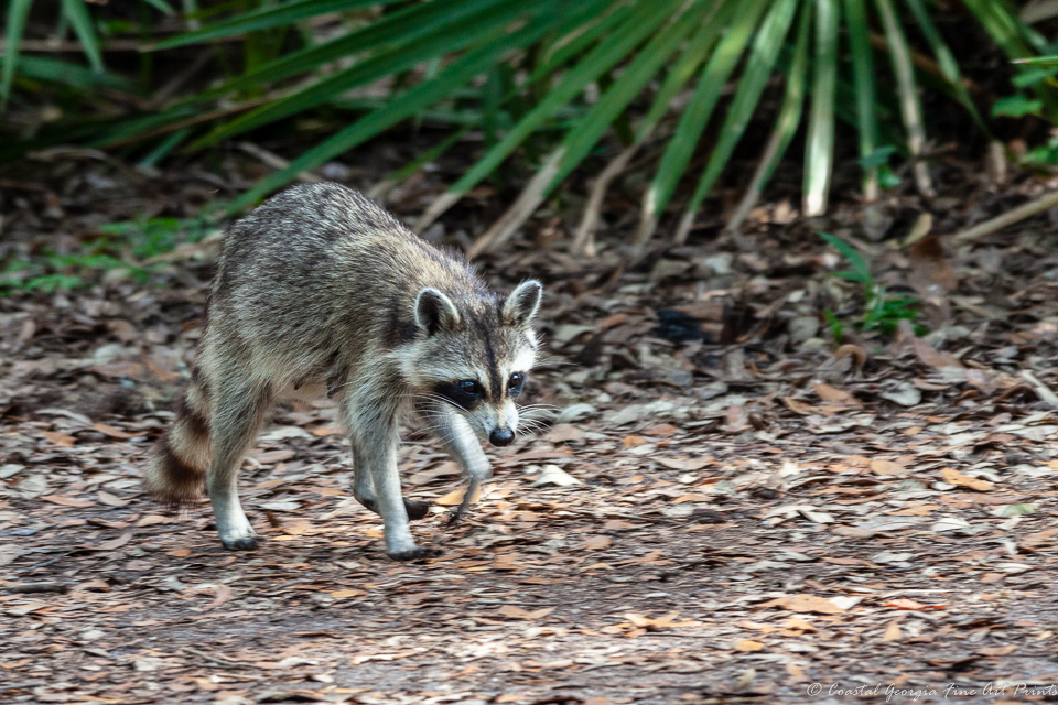 Racoon