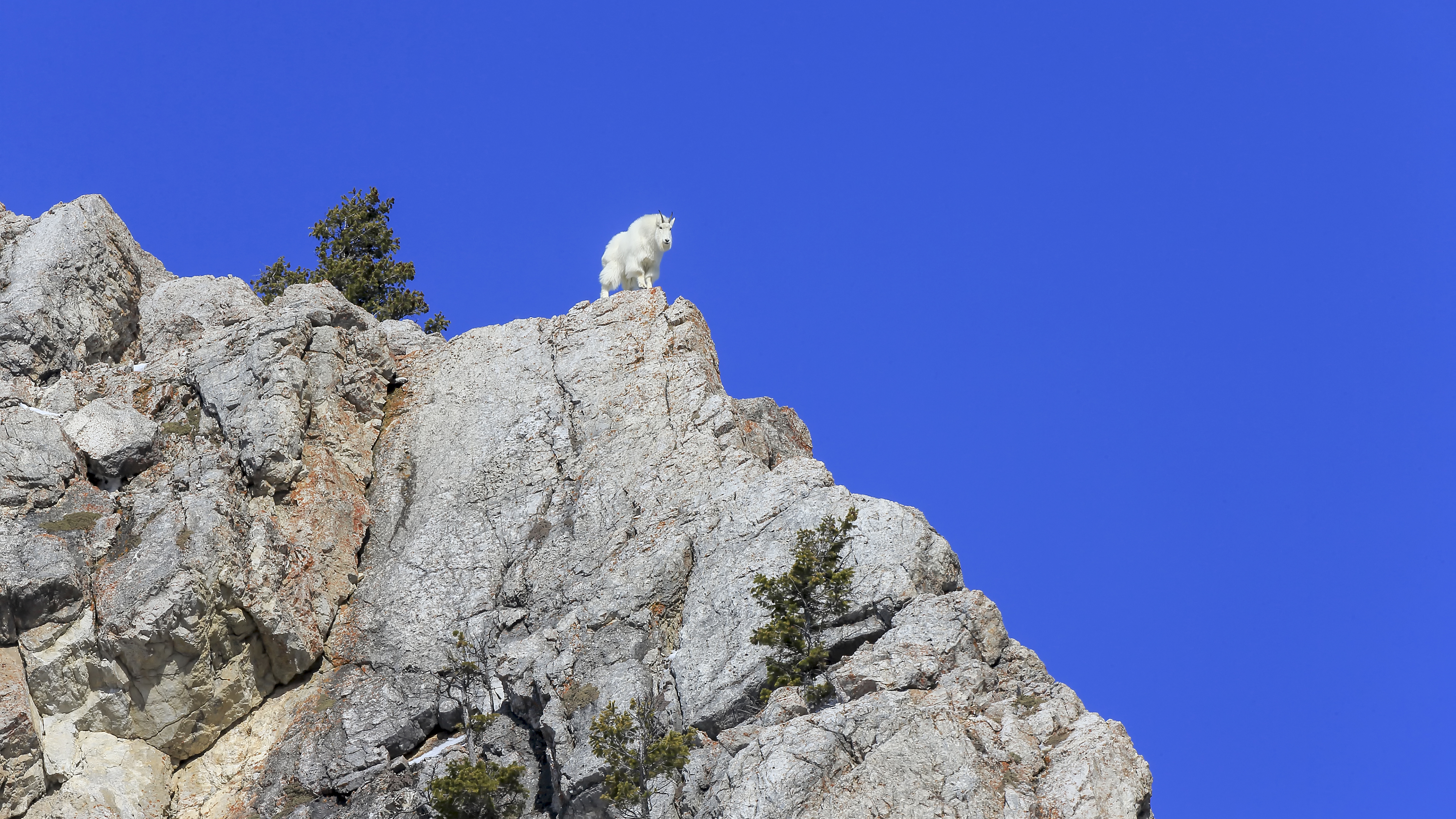 A wildlife image of a mountain goat in the wilderness of Wyoming