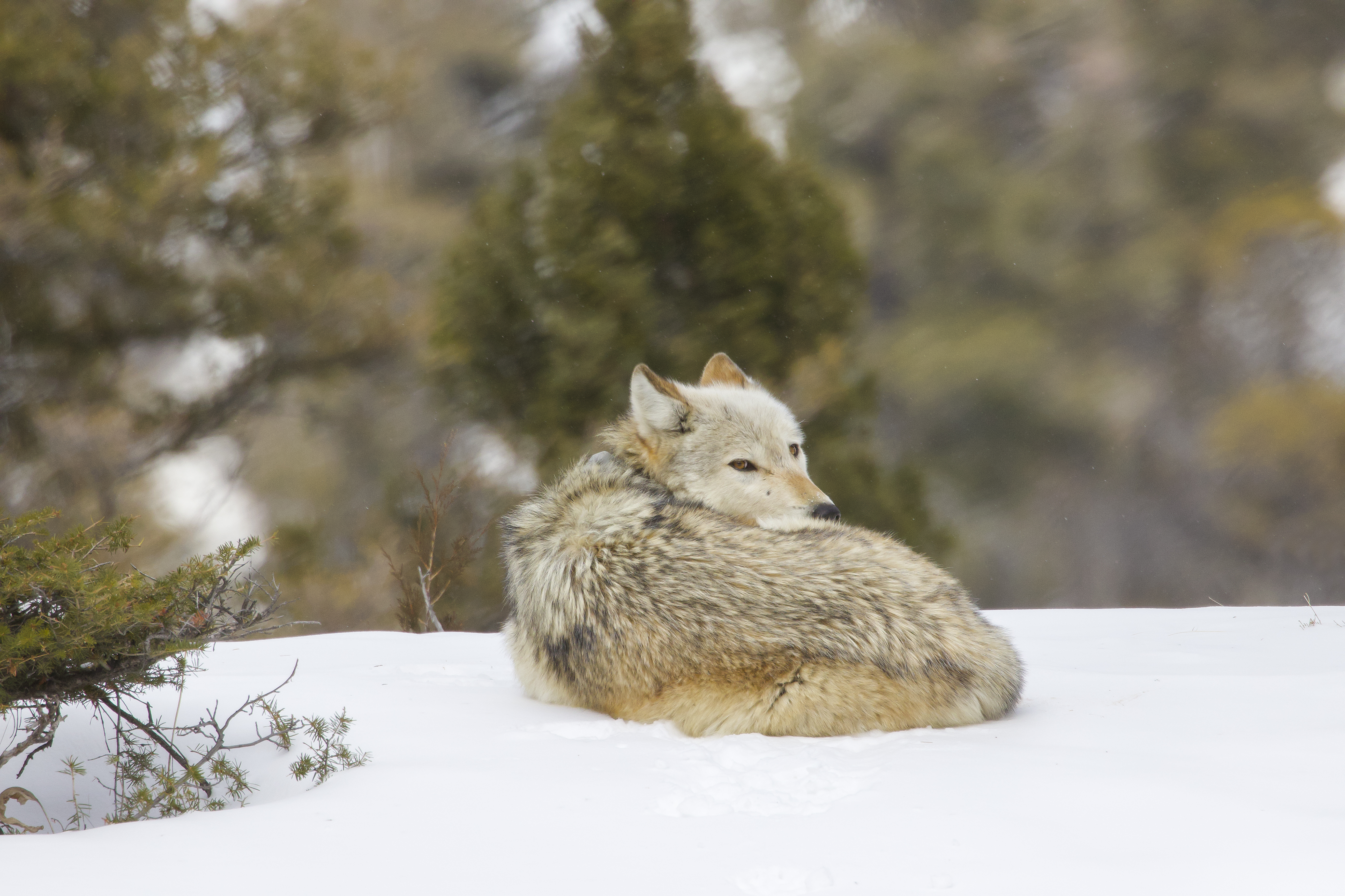 Grey wolf in mountain ecosystem demonstrating predator presence and influence on landscape balance