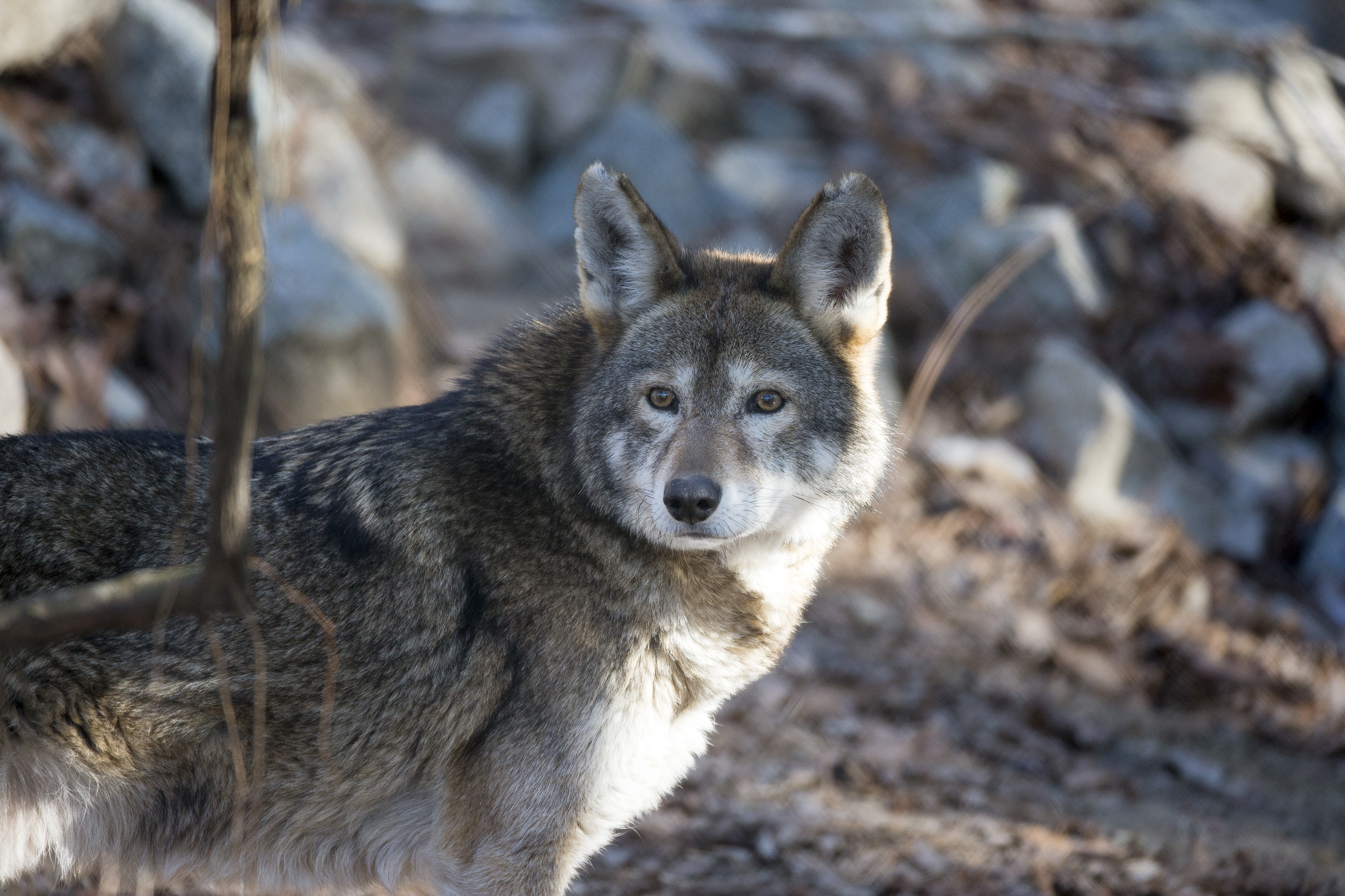 Red wolf in forest habitat representing species classification and ecological adaptation