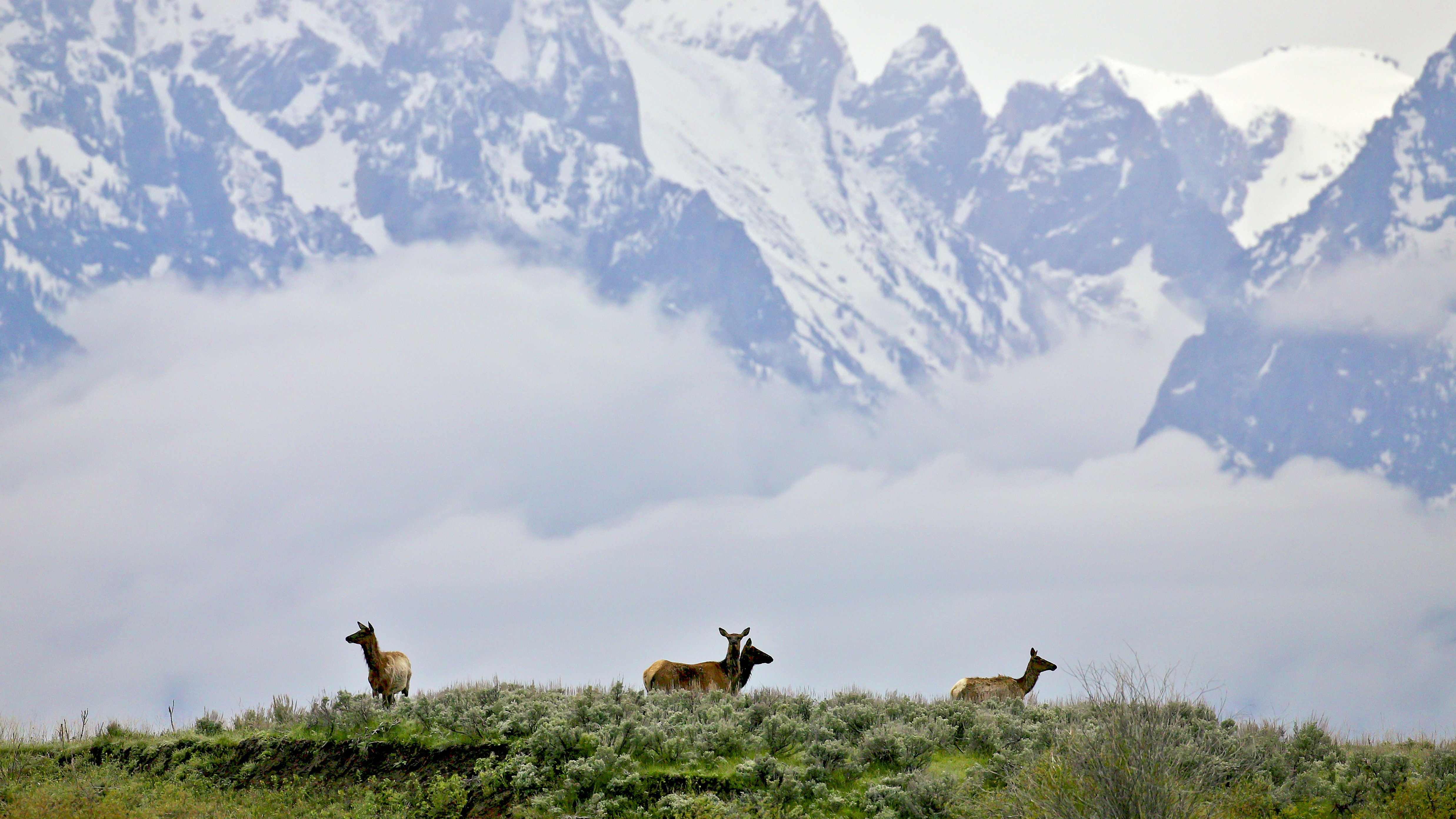 Cow elk grazing on open hillside below snow-covered Teton peaks, showing how meadow habitat, elevation, and mountain structure influence elk distribution and visibility