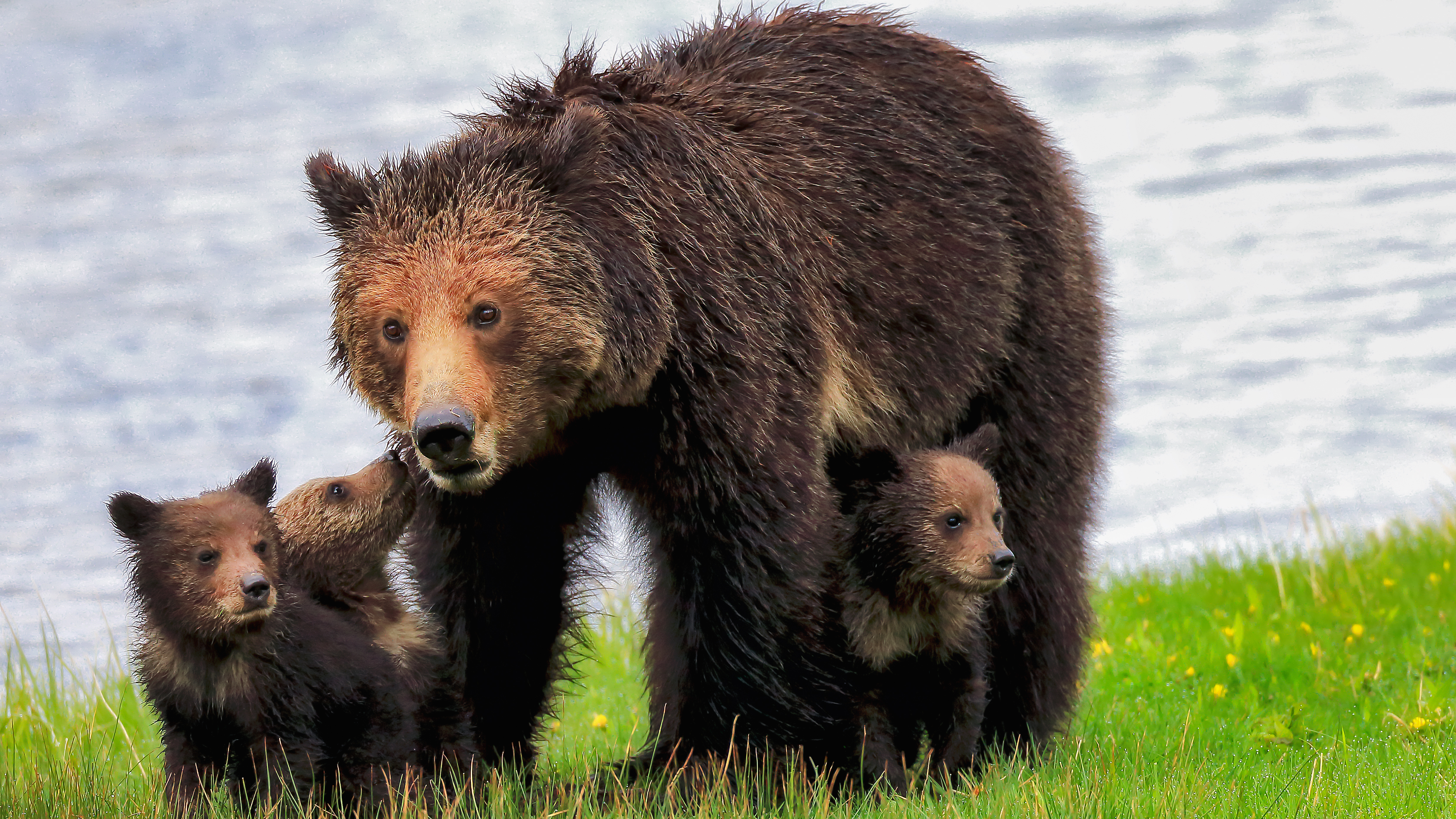 Grizzly bear with cubs walking through spring grass—field memory, recursion, and emergence embodied