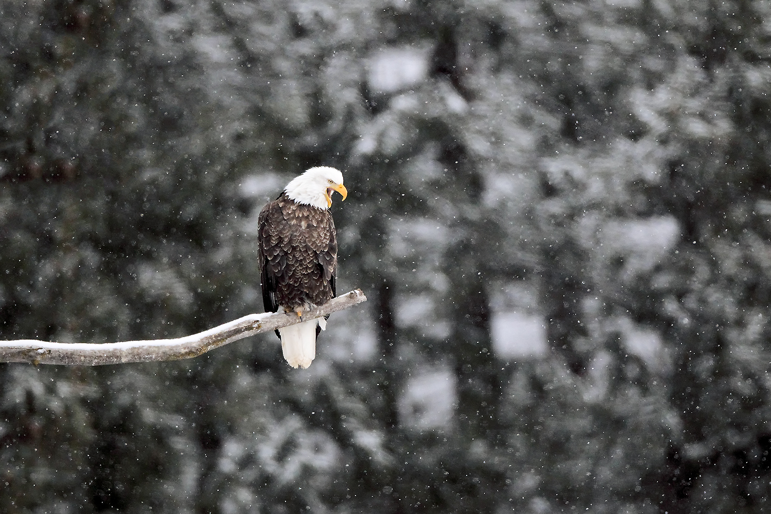 Bald eagle perched above tidal marsh at Blackwater National Wildlife Refuge during winter migration