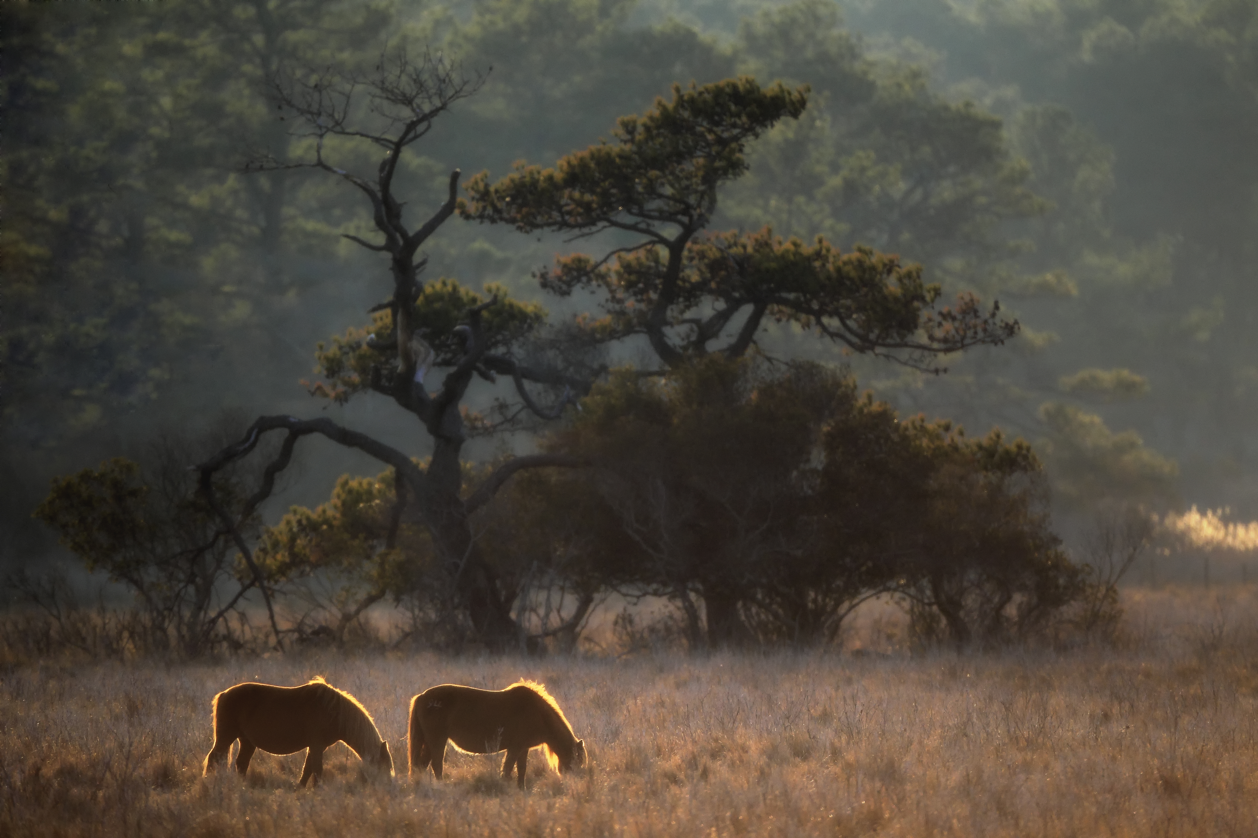 Chincoteague ponies walking along marsh path within coastal refuge habitat