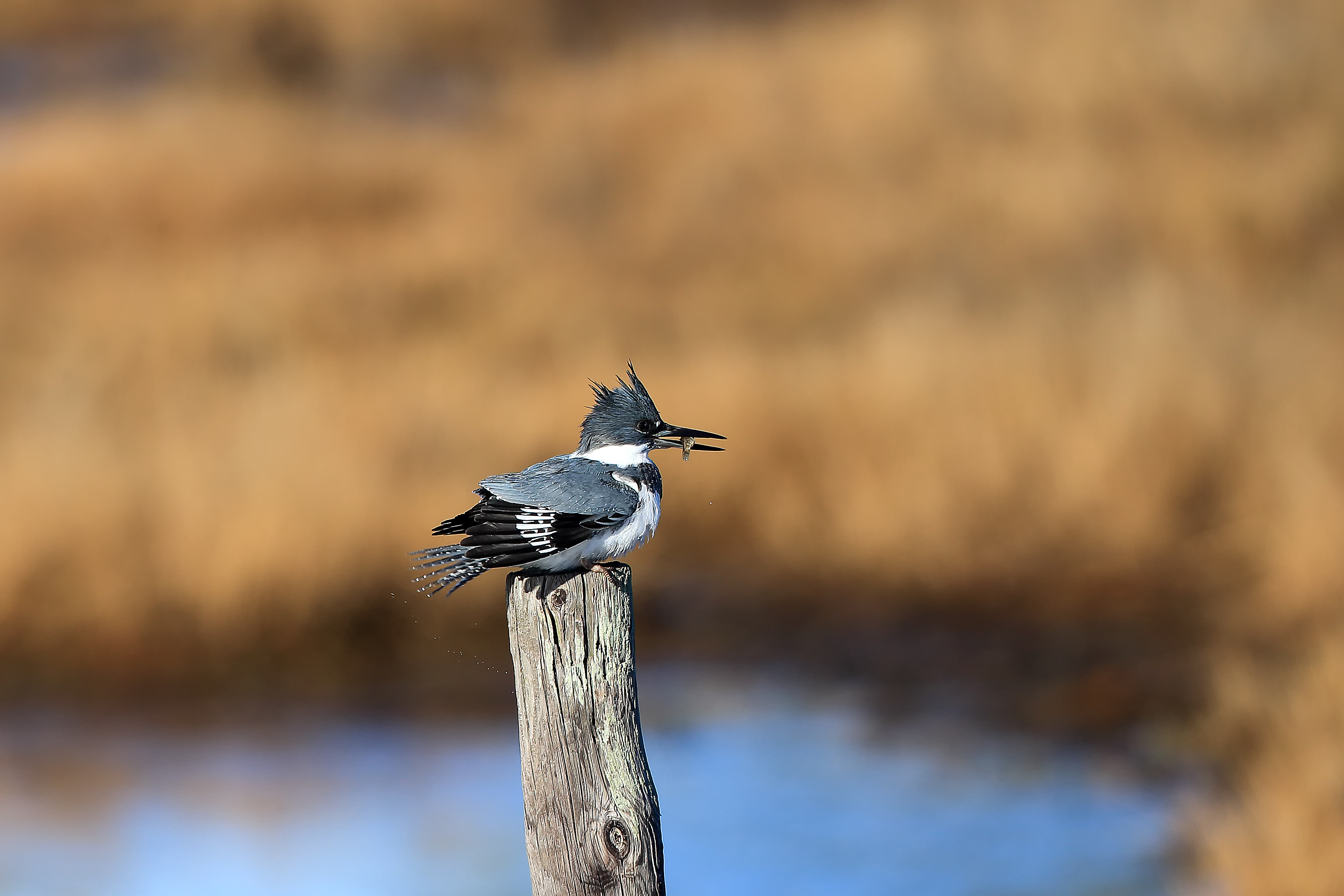 Belted kingfisher perched above marsh waters at Chincoteague National Wildlife Refuge