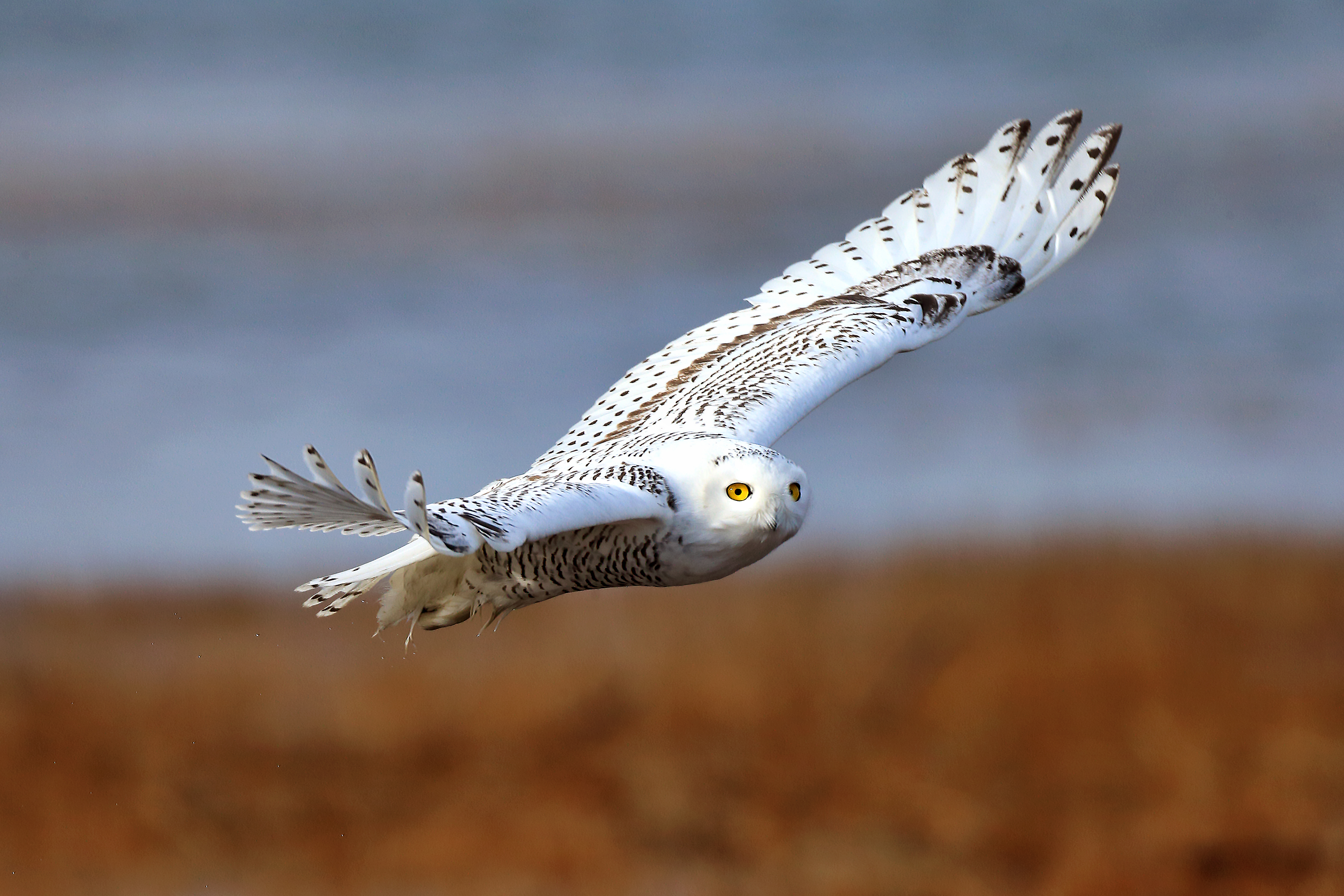 Snowy Owl in Flight Over Autumn Marsh – Fine Art Photography by Robbie George