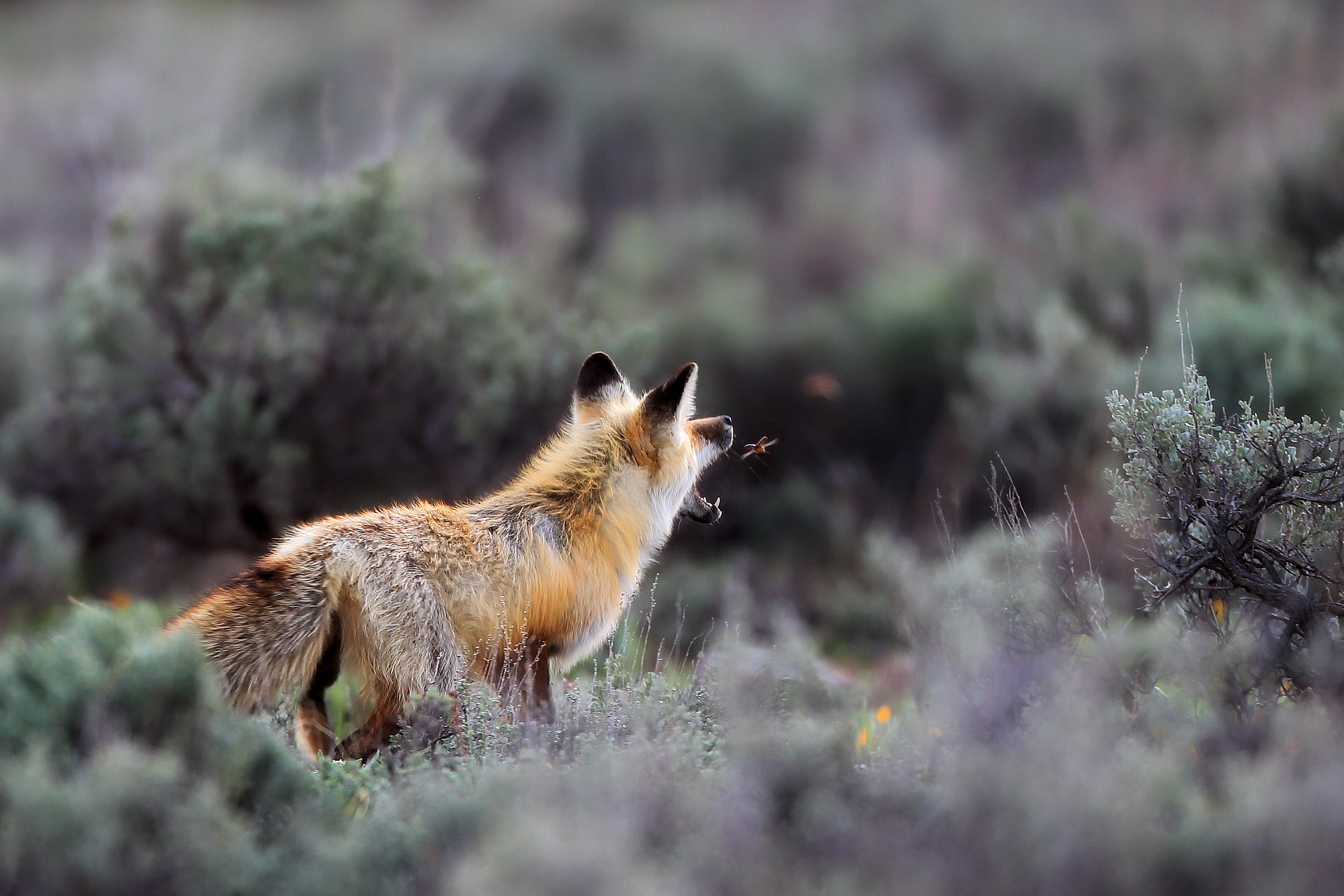 Wild red fox in open snowy habitat showing edge-landscape adaptability