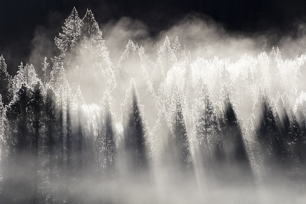Winter trees in a snowy landscape with morning fog
