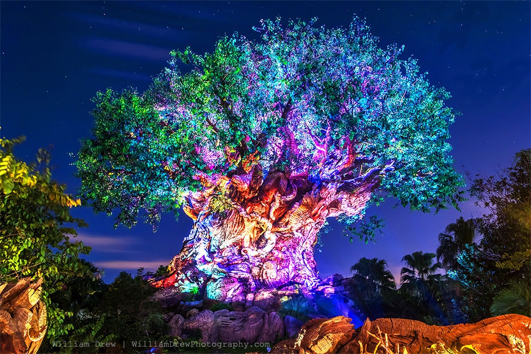 Tree of Life Awakenings - Disney Wall Art Collection by William Drew