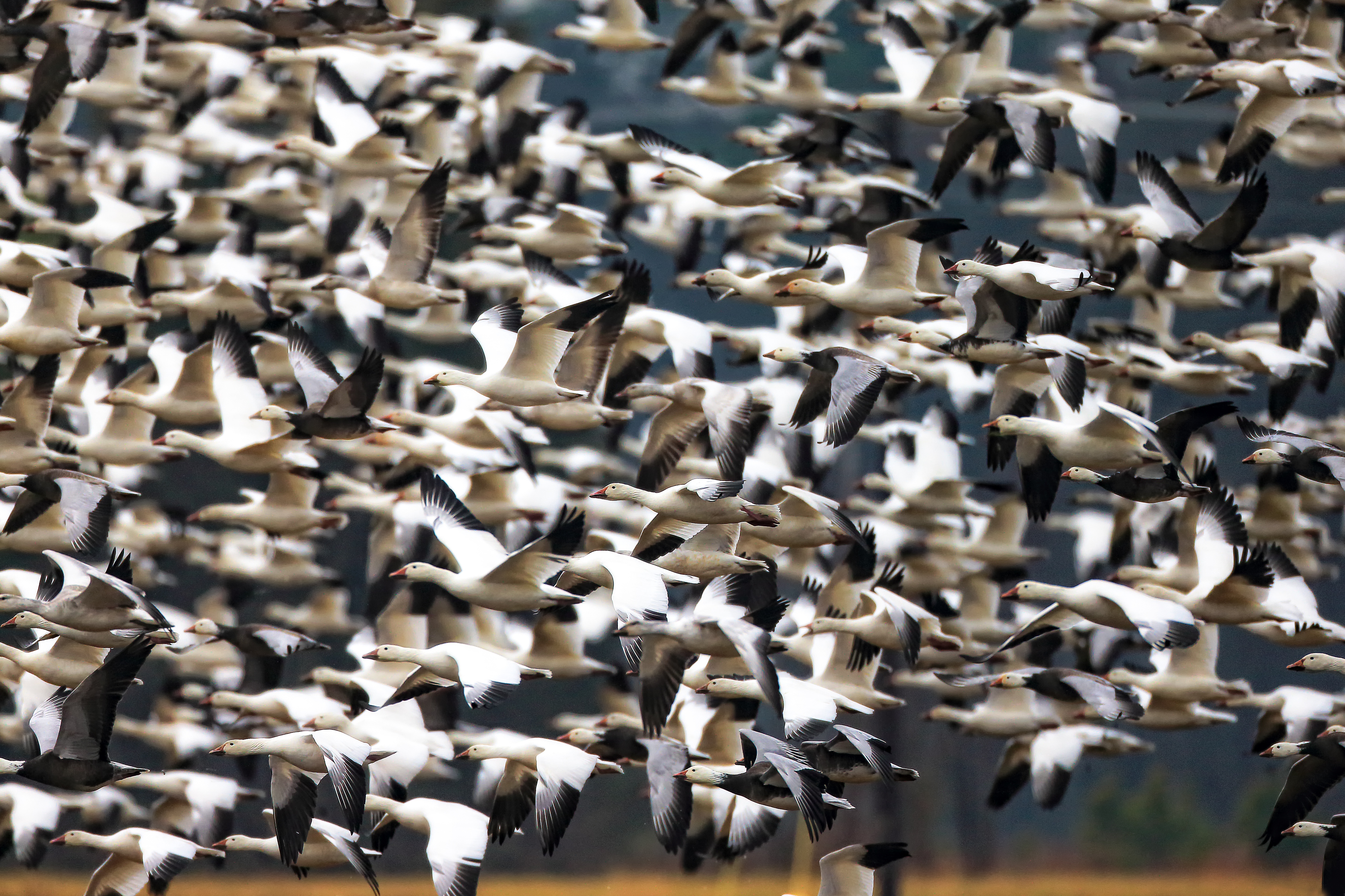 Snow goose lifting off a winter field—wings outstretched, flock forming in the distance