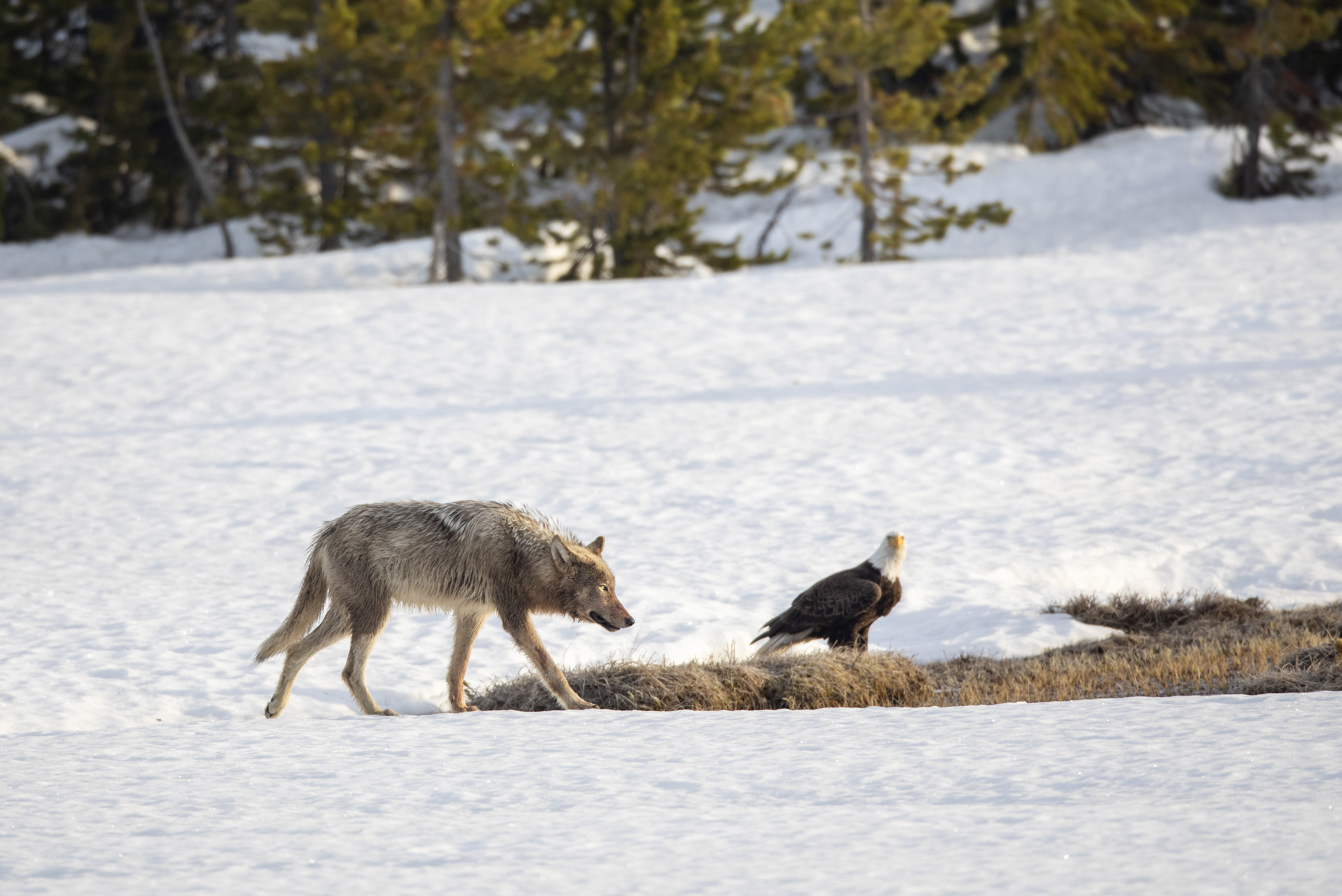 Grey wolf moving calmly across open terrain during natural hunting movement at dusk, maintaining natural behavior without human pressure
