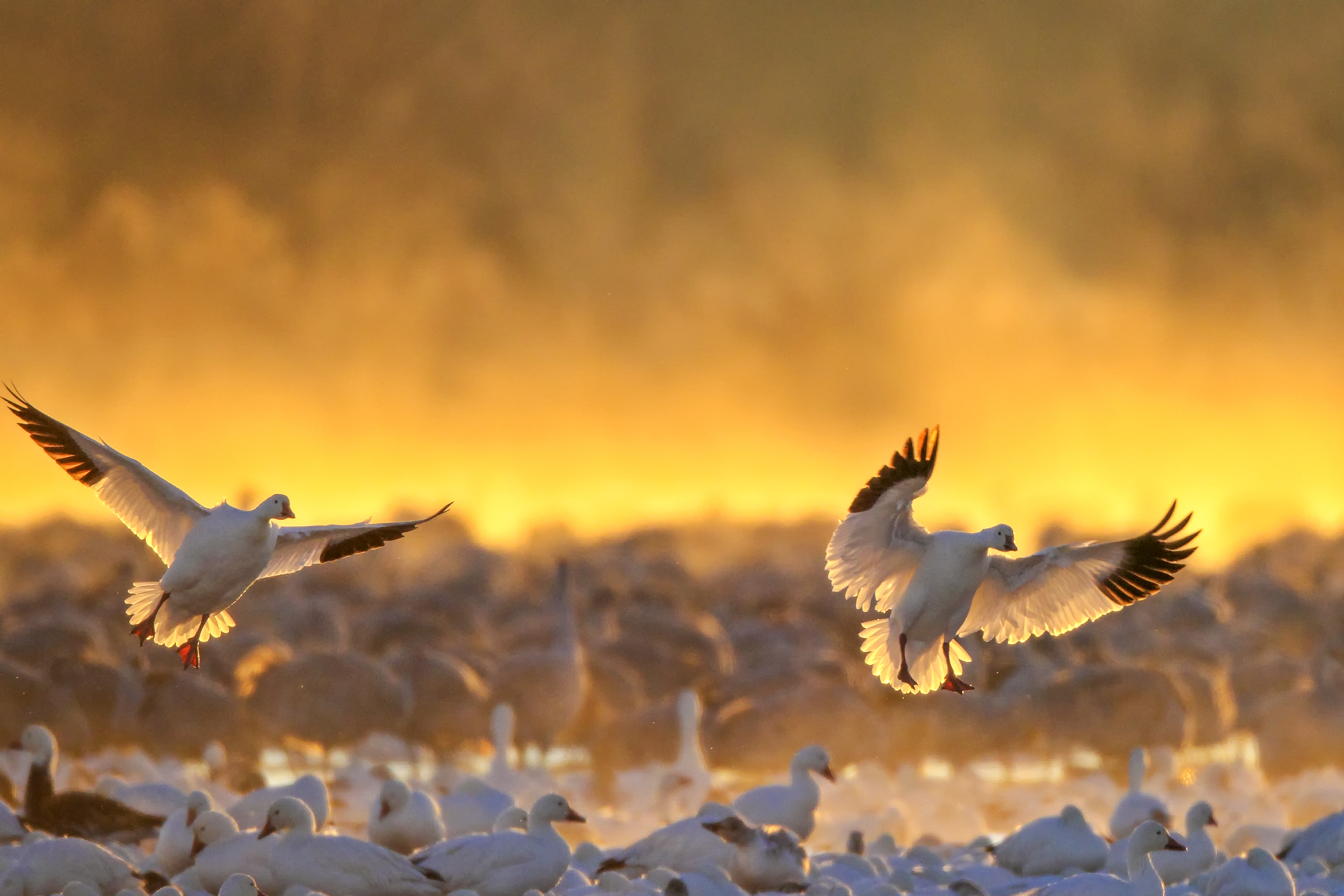 Snow geese landing into golden sunrise light above wetland at Bosque Del Apache