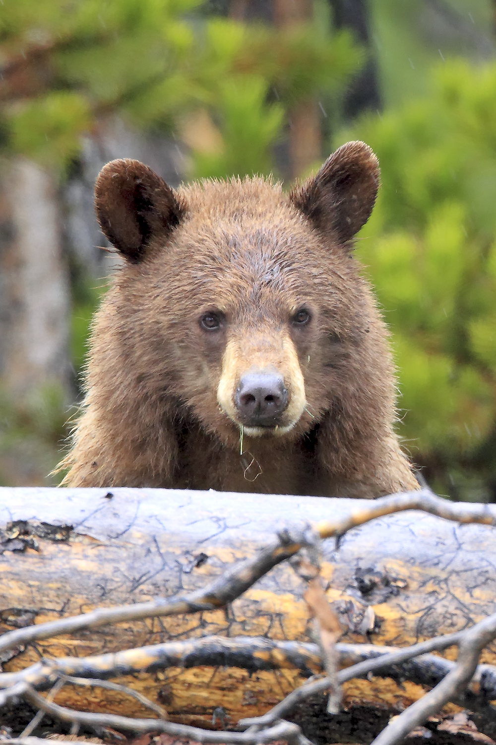 Cinnamon phase black bear foraging in forest clearing searching for food