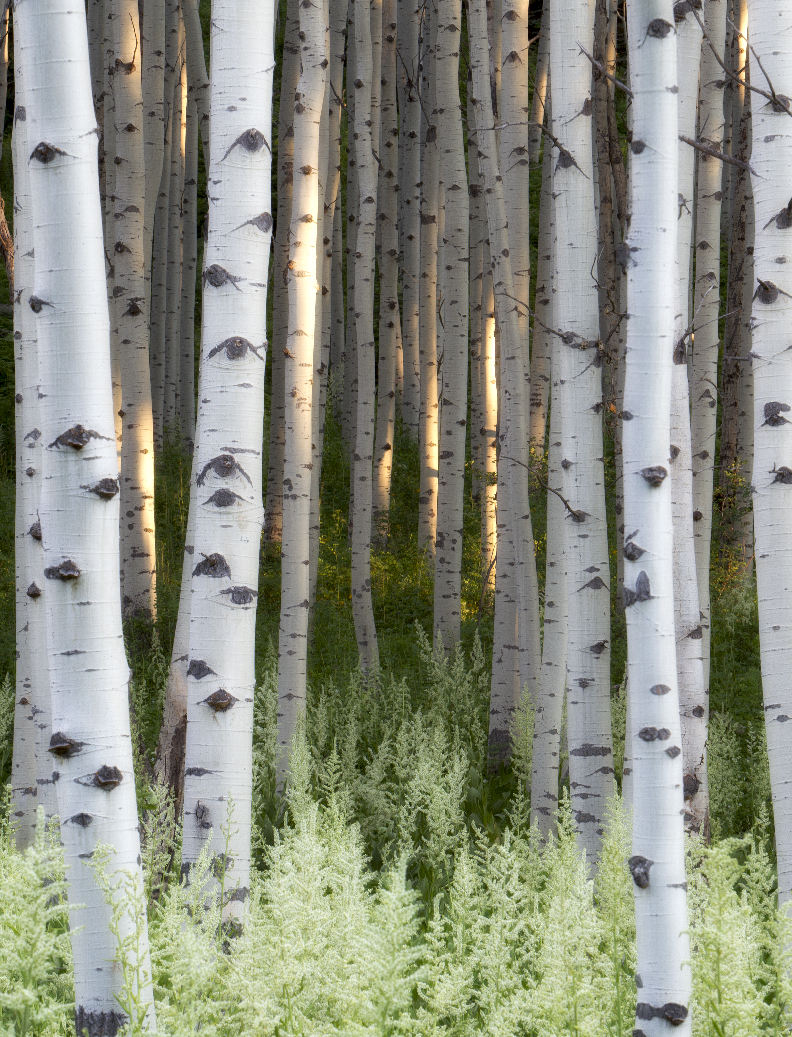 Enigmatic Eyes of Aspen Trees – Ecosystem guardians above and below the surface