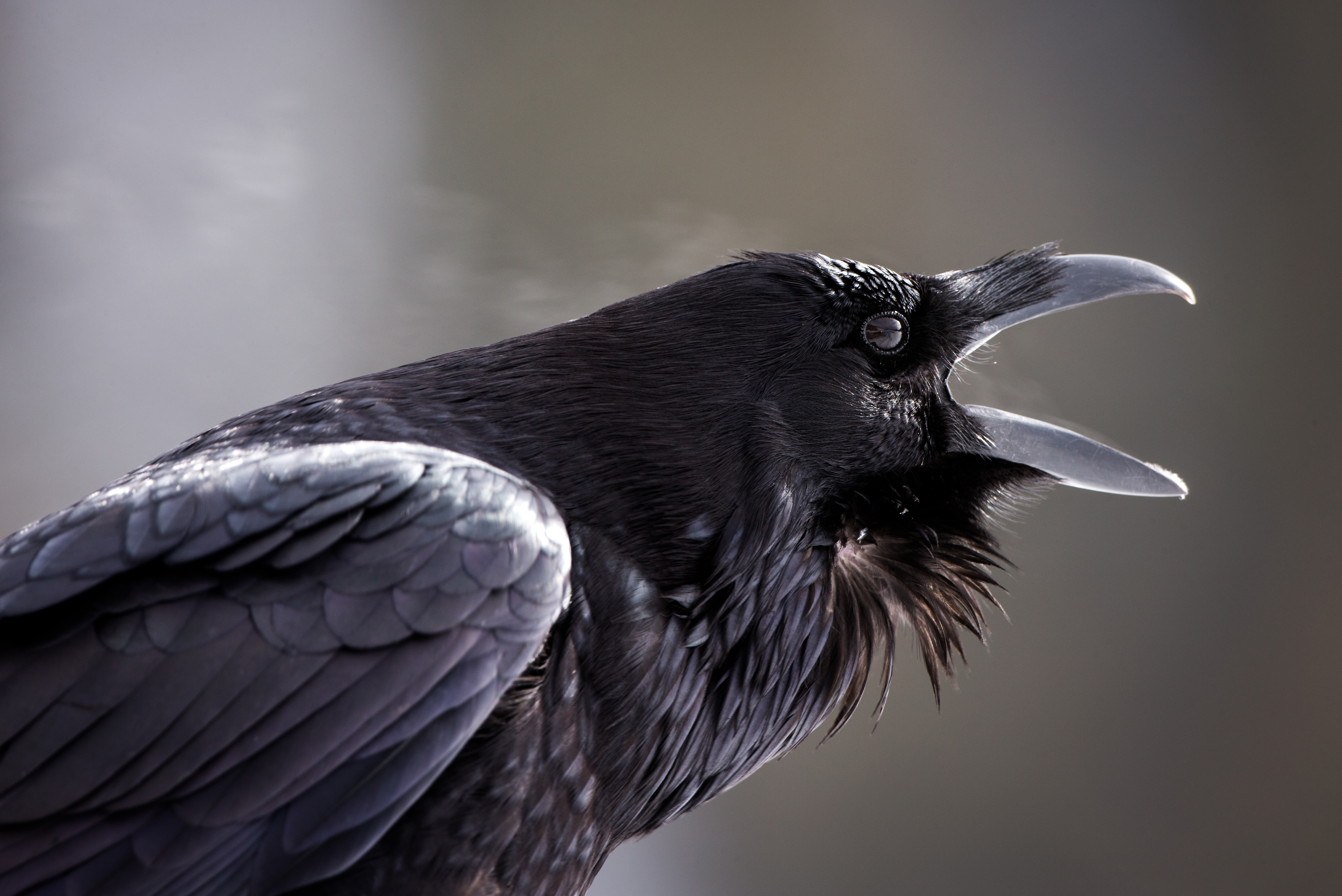 Raven Calling in the Wilderness – Spirit Animal by Robbie George