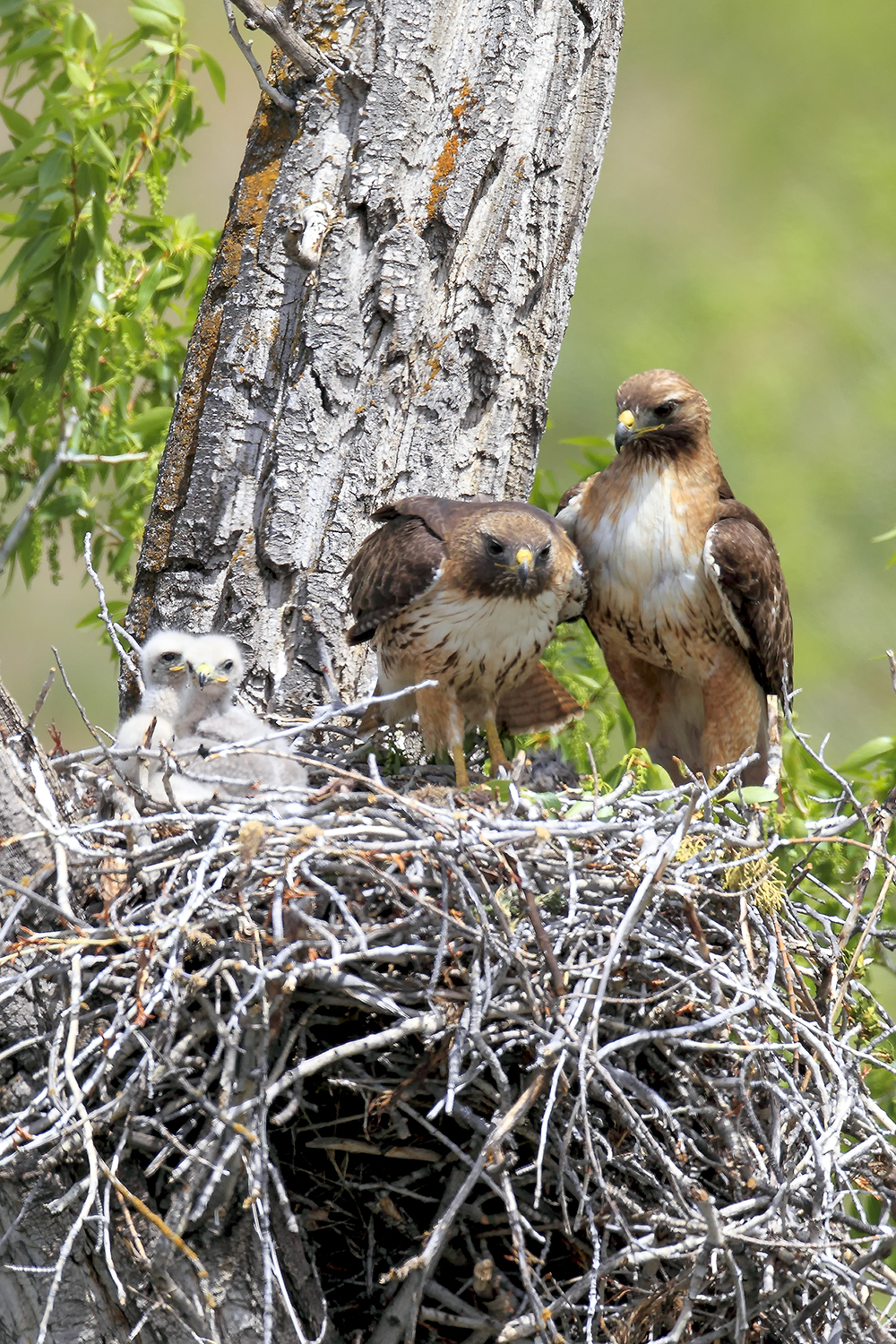 Red-tailed hawk perched at nest overlooking open terrain with alert posture and scanning behavior