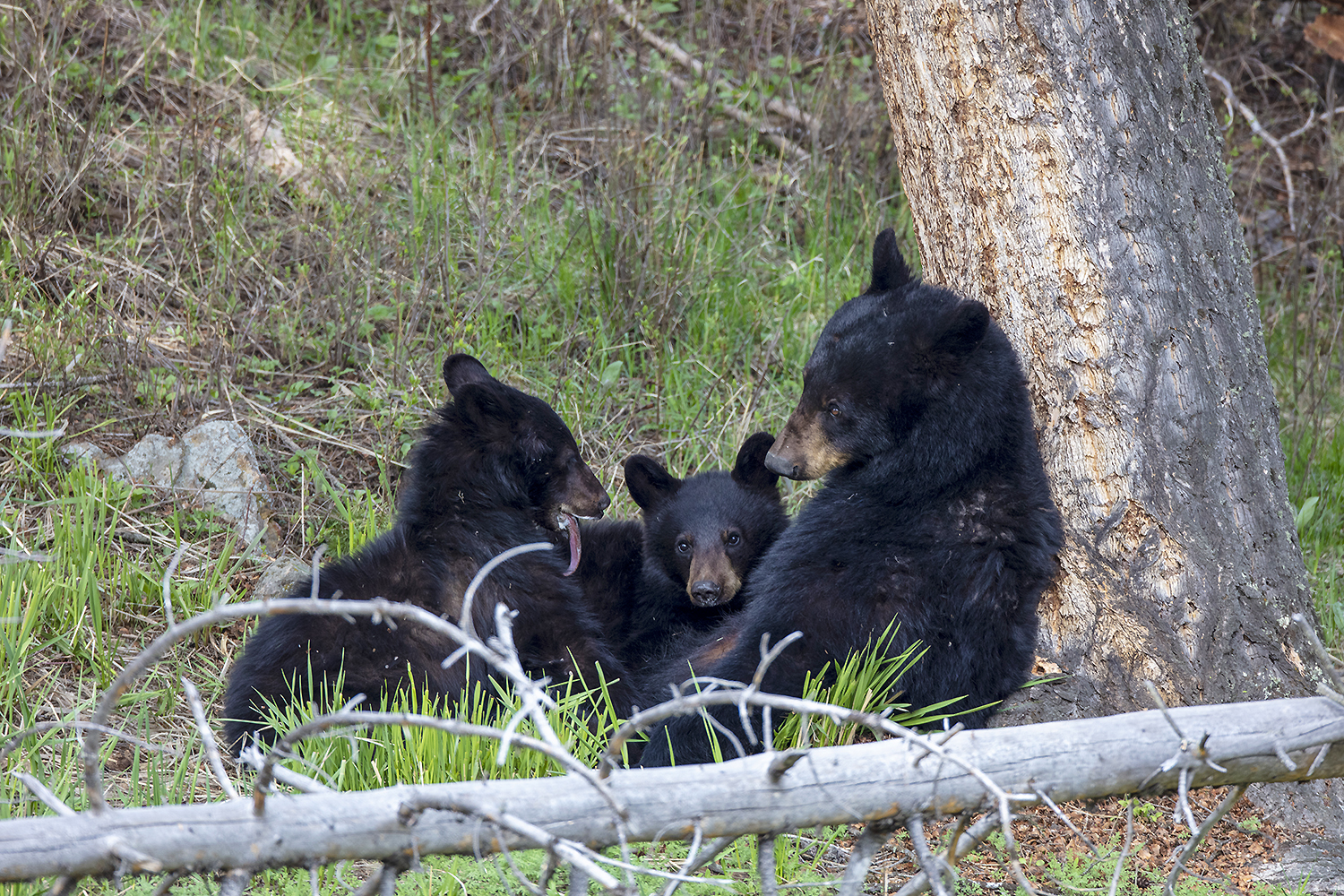 Bear cubs resting inside their den, held in the compressed warmth of winter darkness