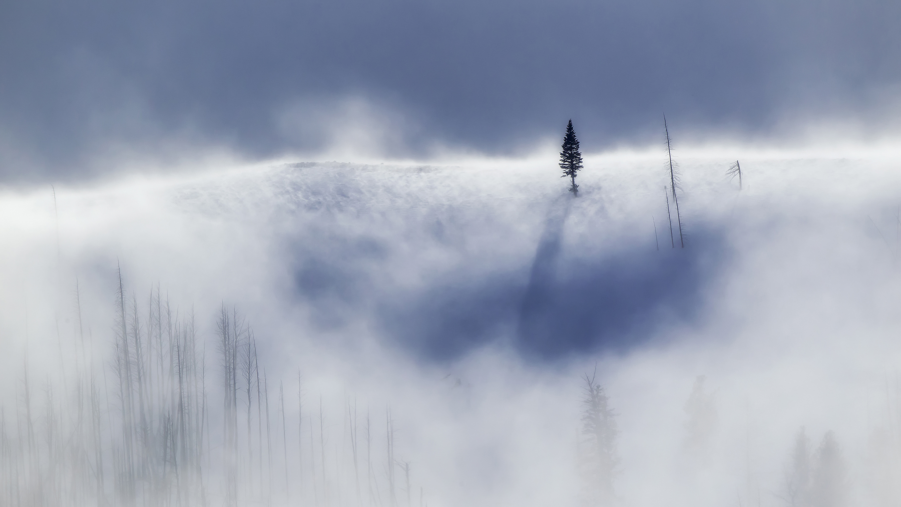 A lone pine emerging through fog—seeing beyond silos toward the future of knowledge.