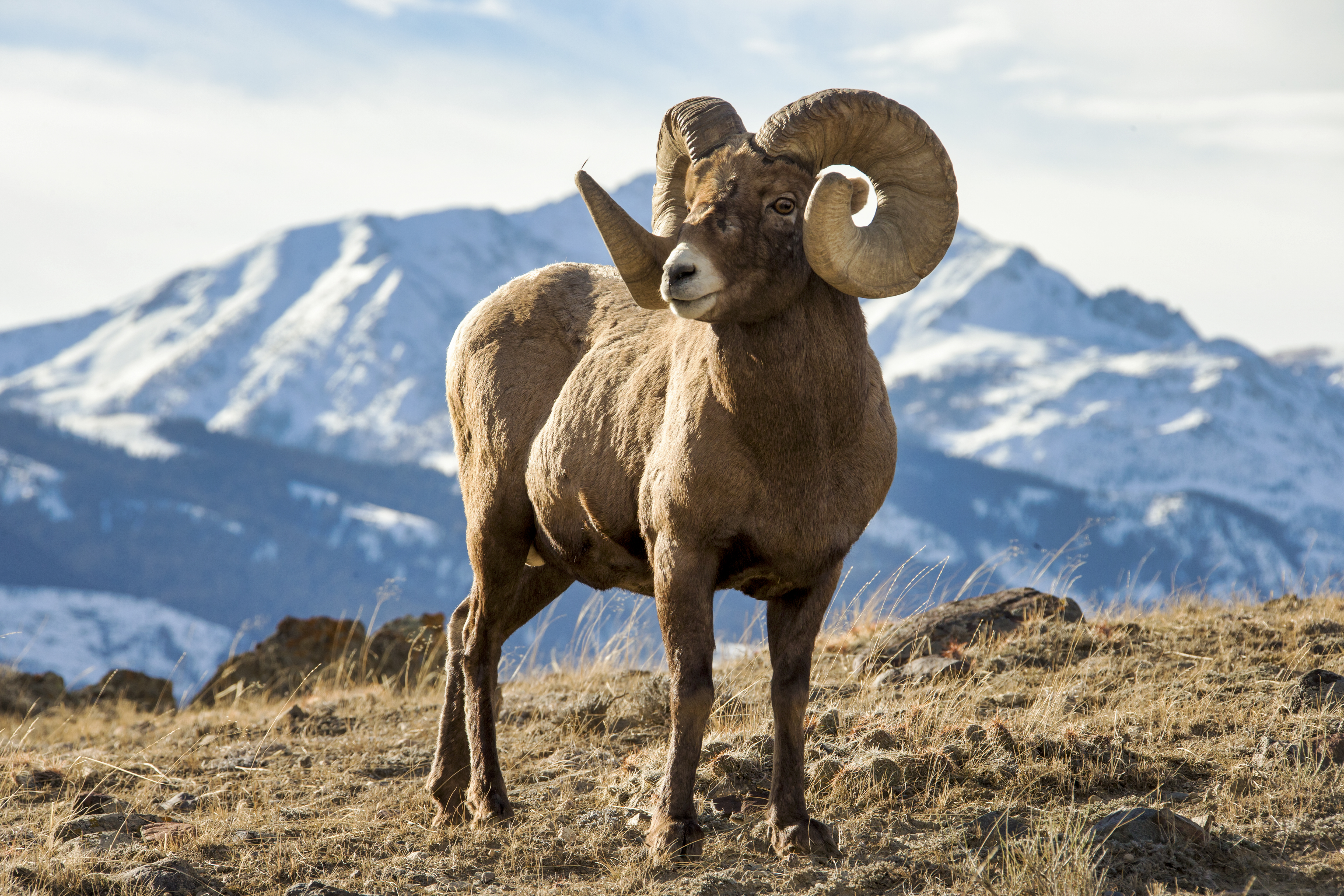 Bighorn sheep standing balanced on ridgeline, body aligned and alert against mountain terrain, showing poised stillness before movement