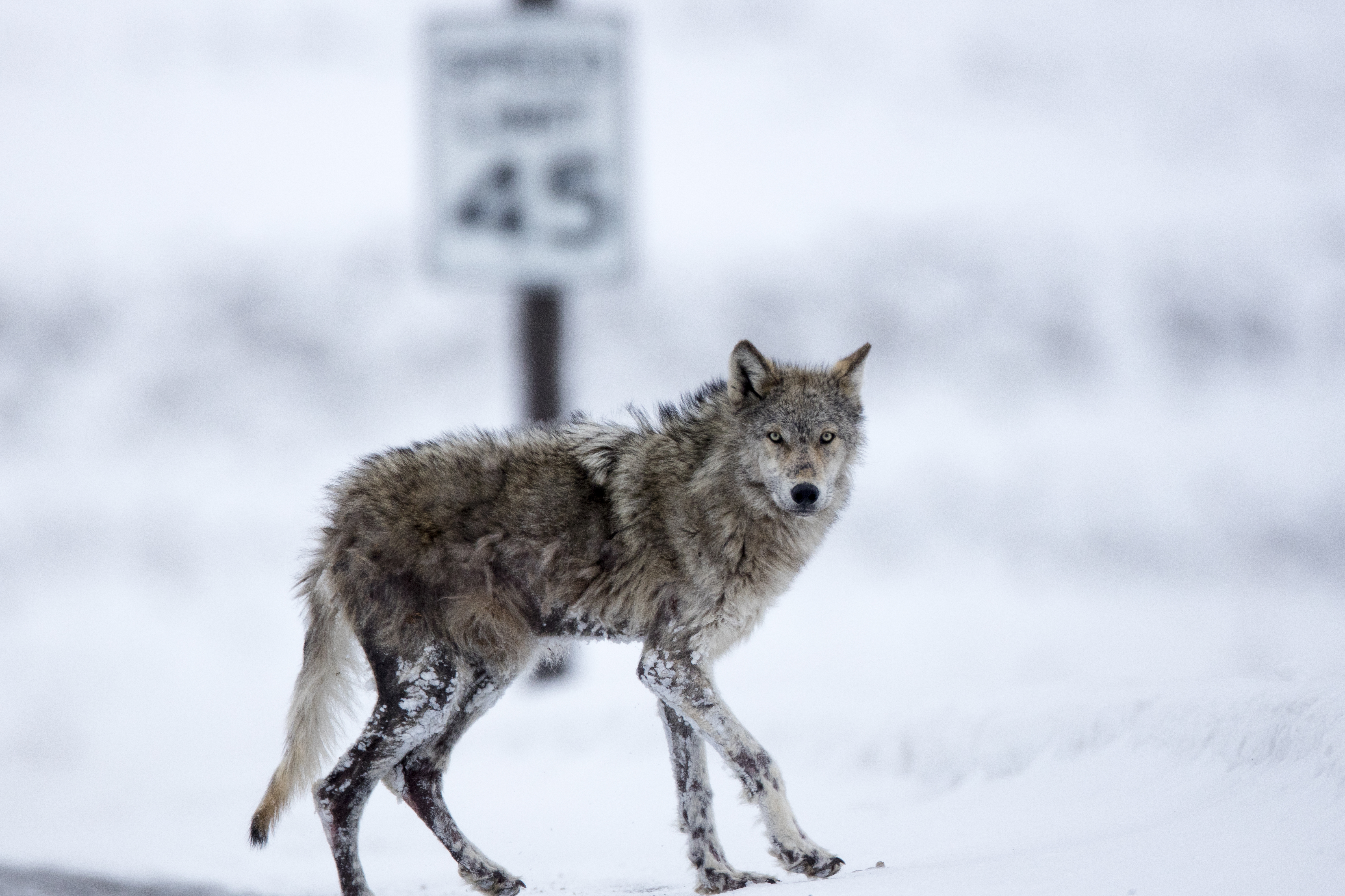 Gray wolf with mange standing near a roadside in winter, illustrating wildlife stress and ecosystem pressure
