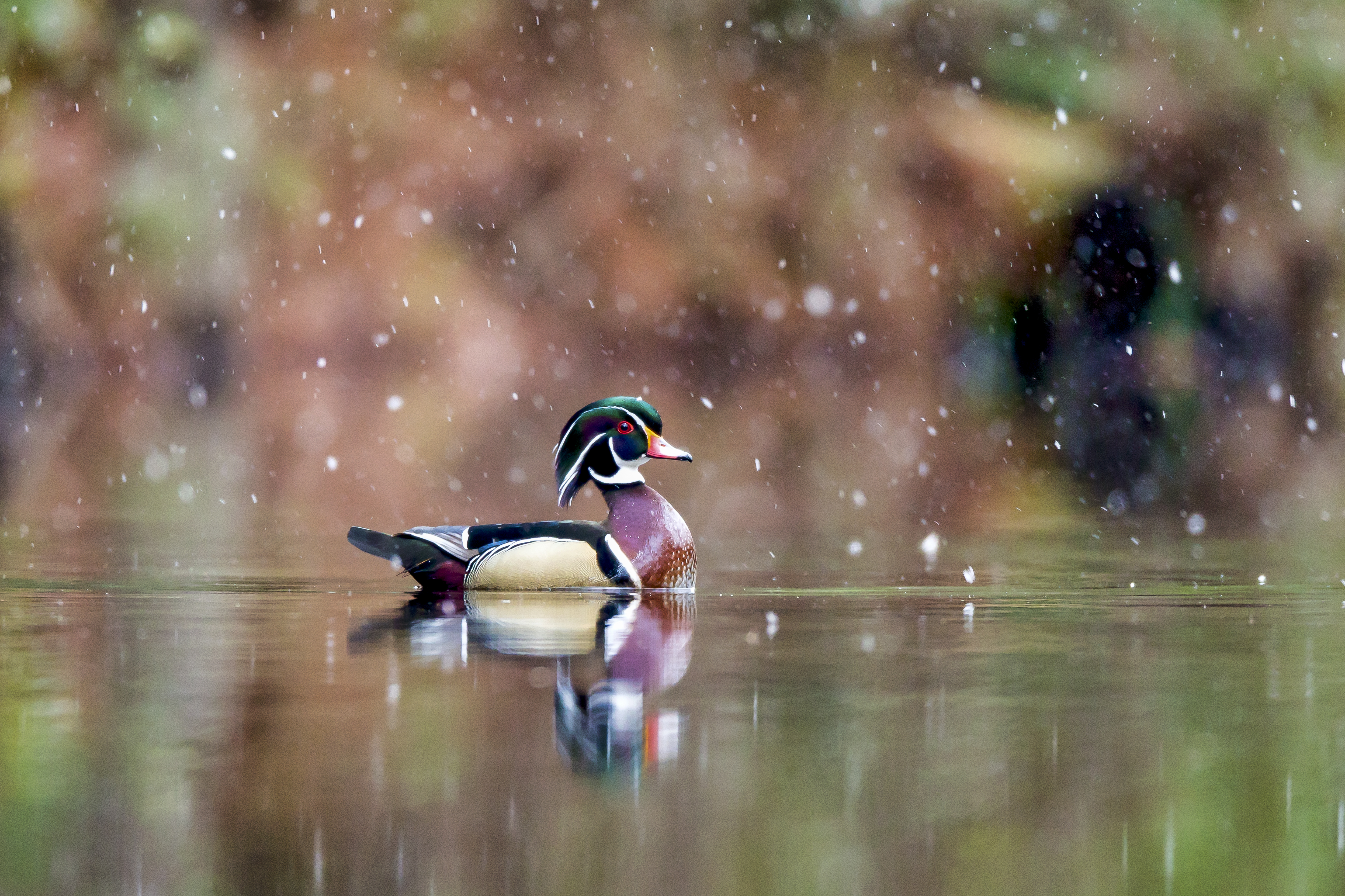 Wood duck moving quietly through shaded wetland edge habitat with minimal disturbance during early morning light